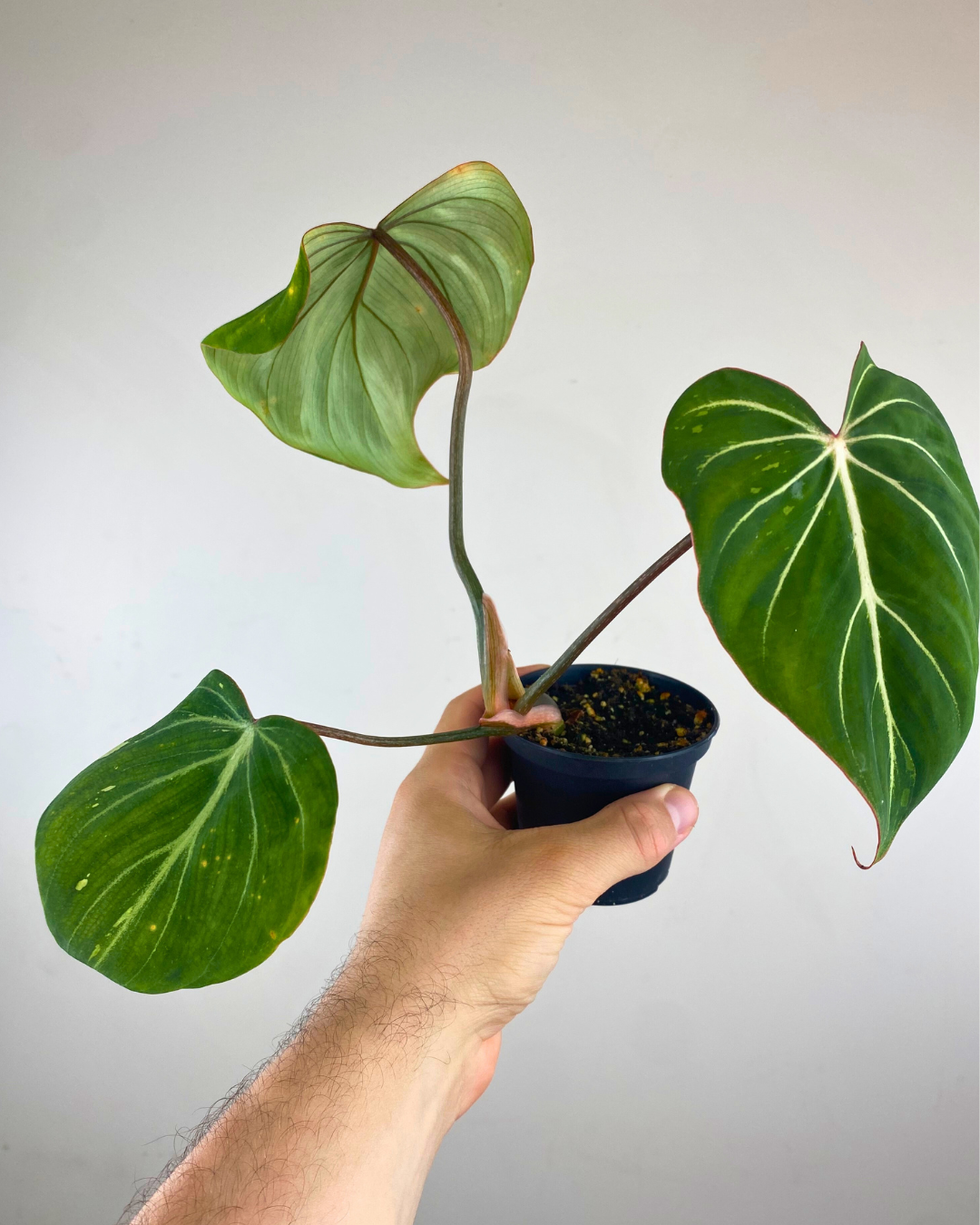 Philodendron Gloriosum Variegata