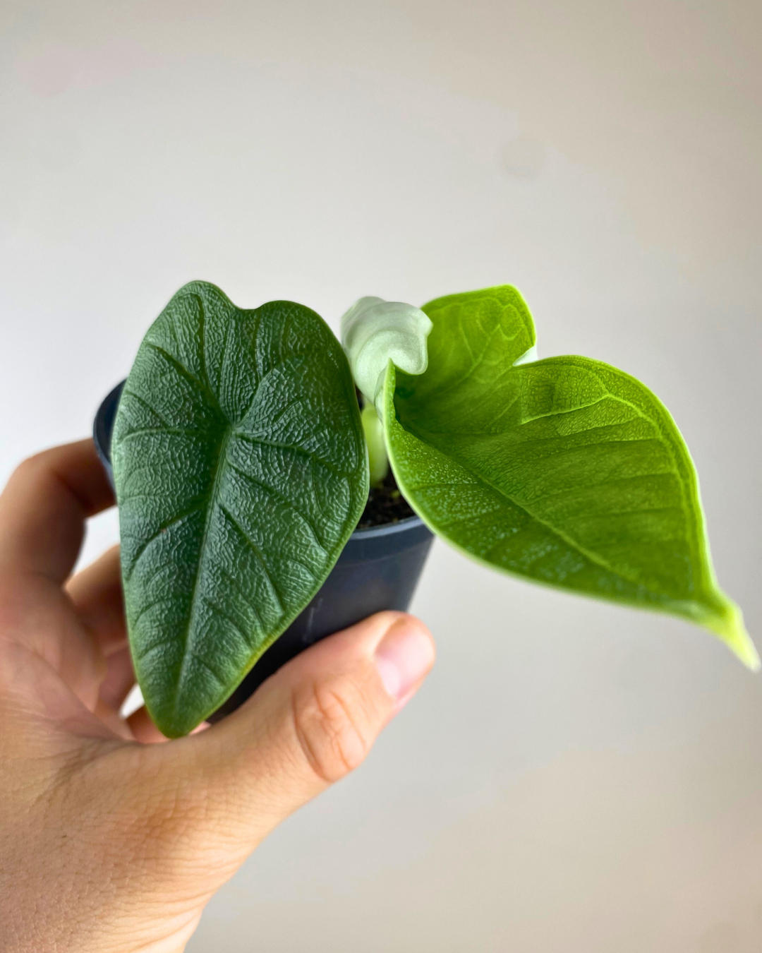 Alocasia Melo