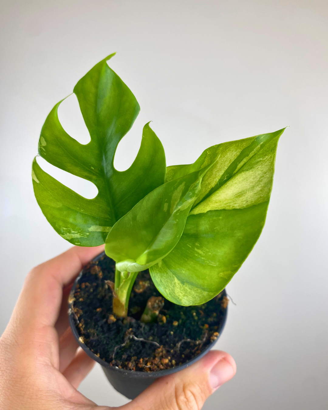 Rhaphidophora Tetrasperma Variegata