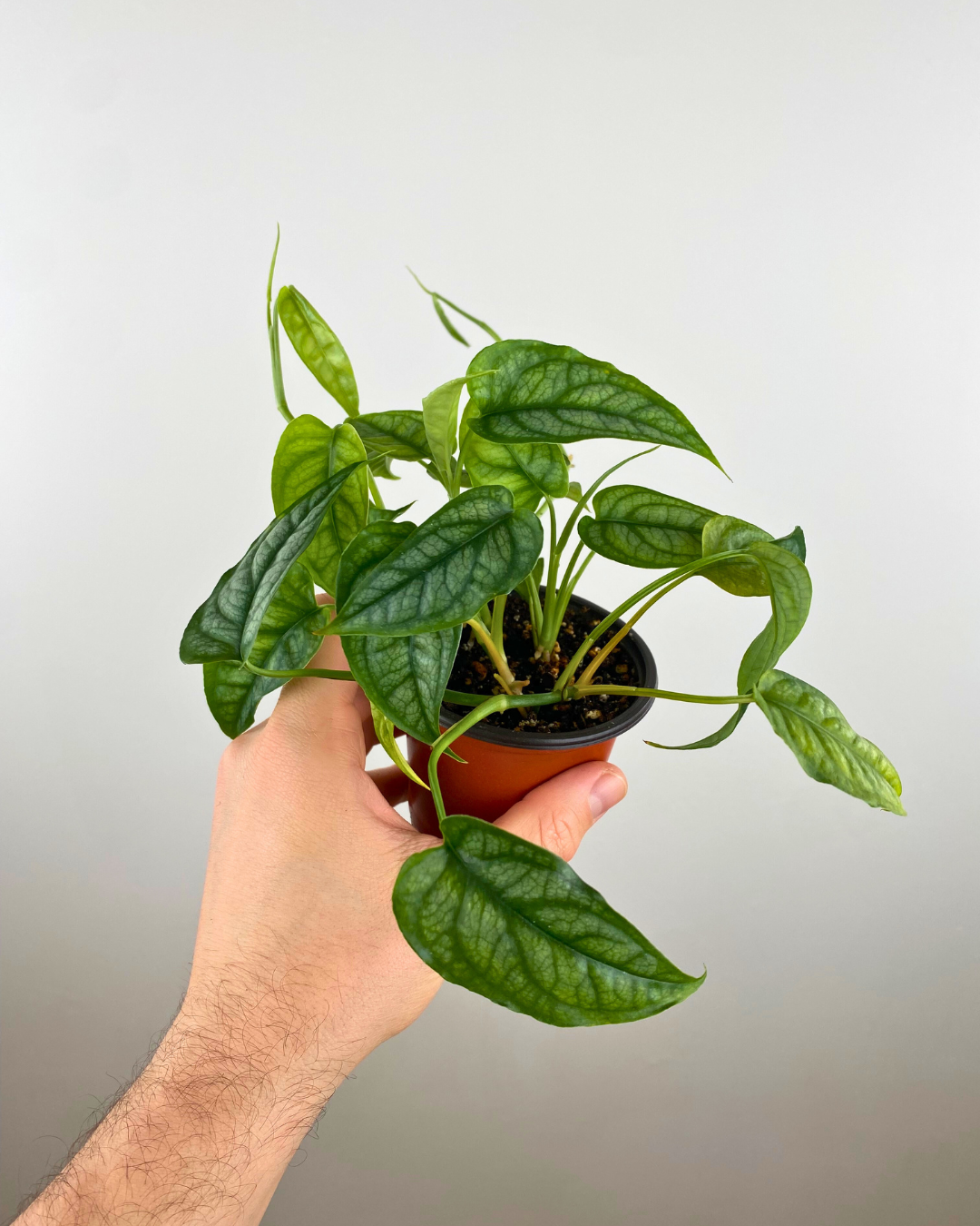 Monstera Siltepecana