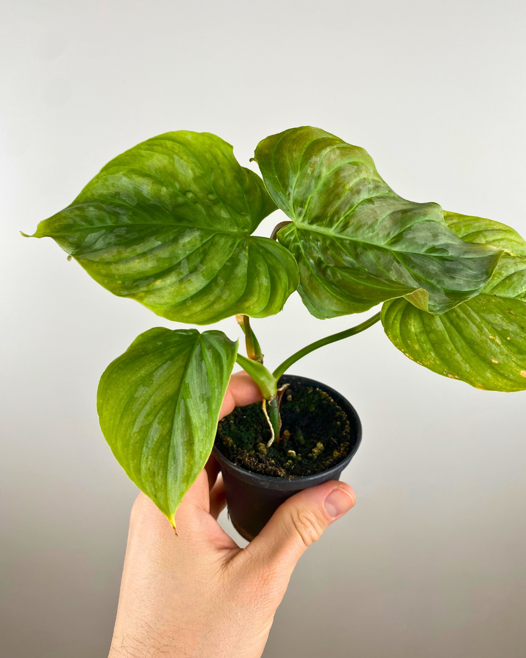Philodendron Majestic