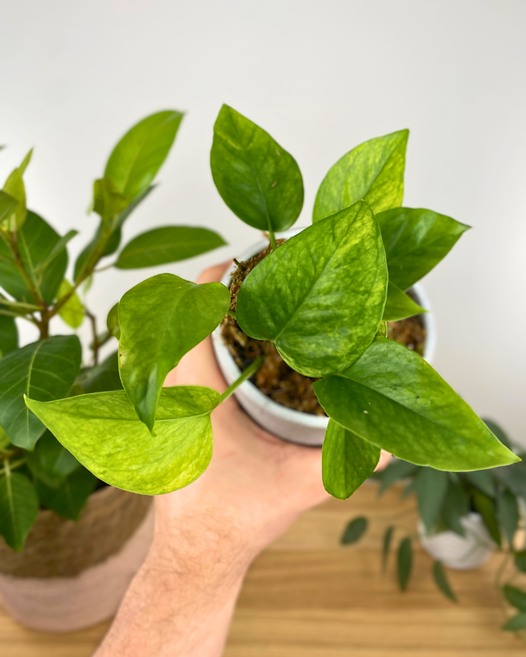 where to buy jessenia pothos Jessenia Pothos – Aurea Plants