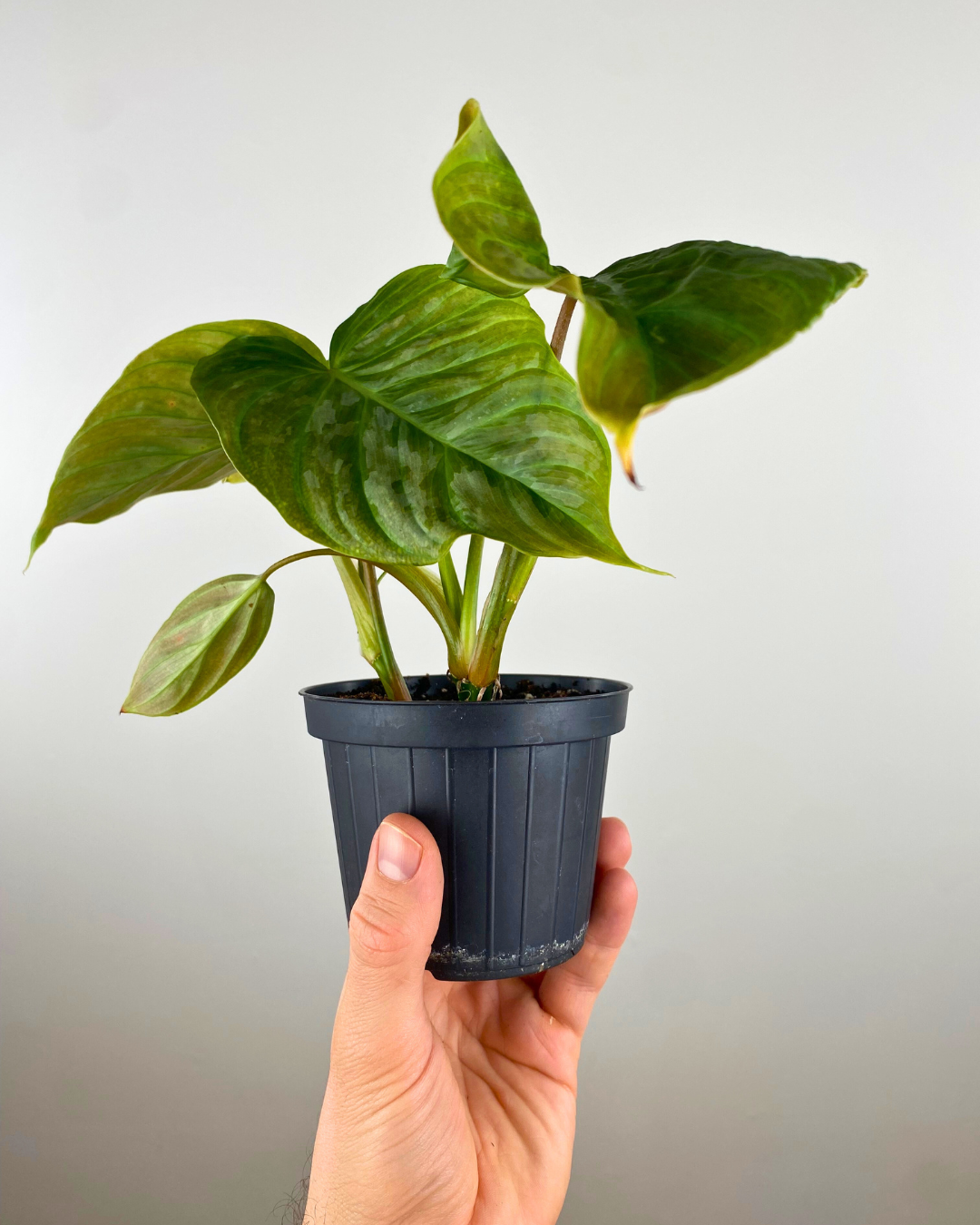 Philodendron Majestic