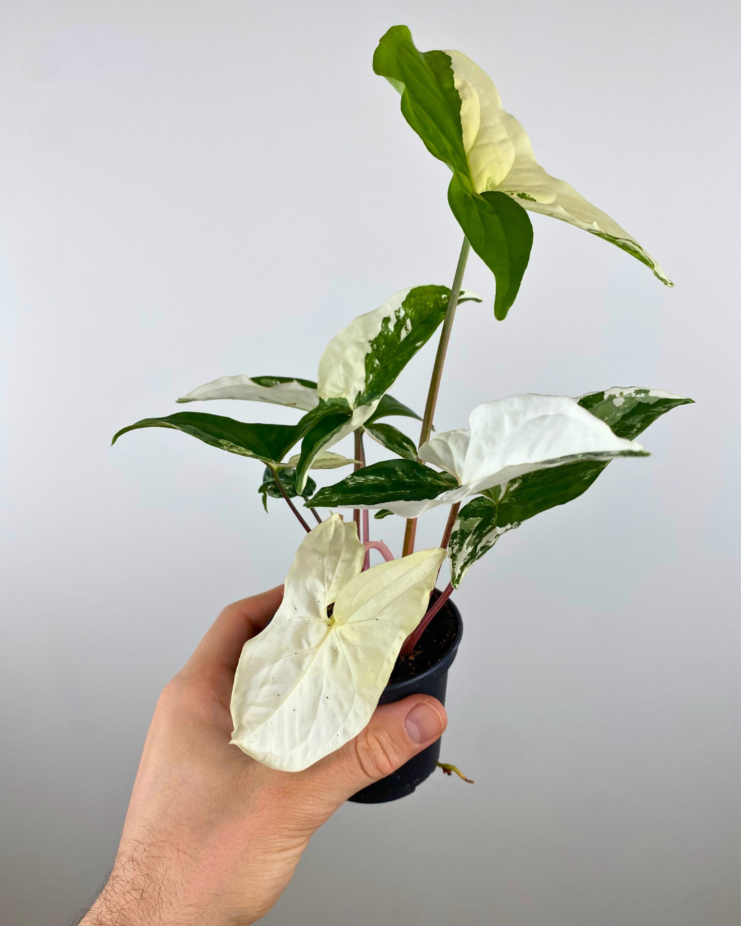 Syngonium Albo