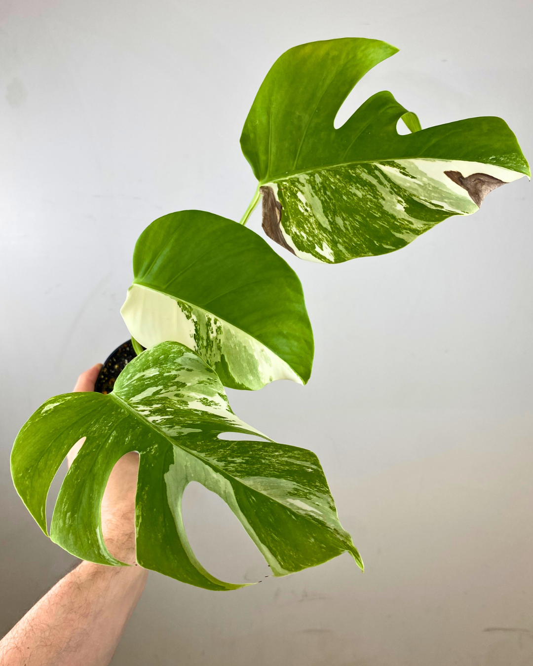 Monstera Borsigiana Albo