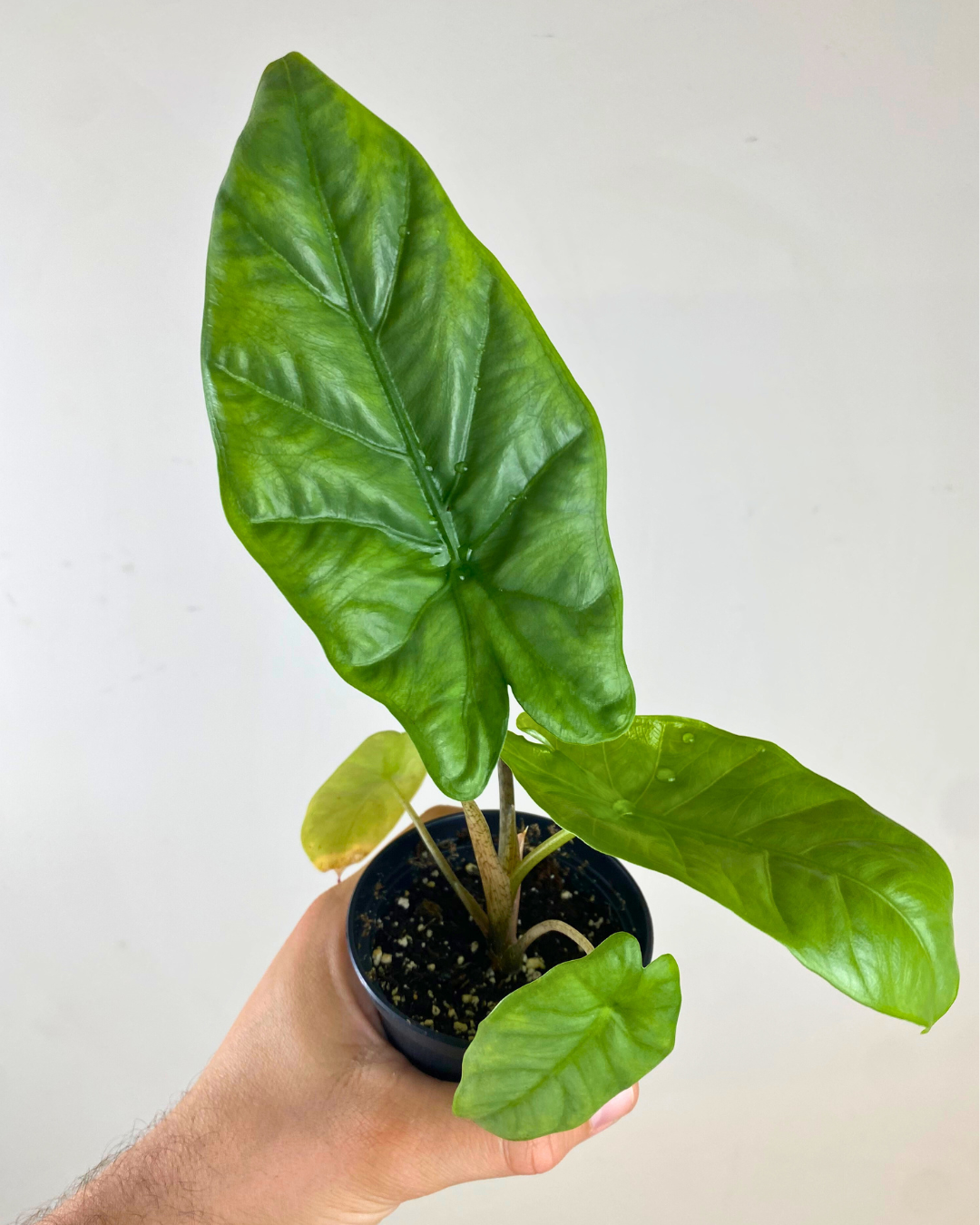 Alocasia Corazon