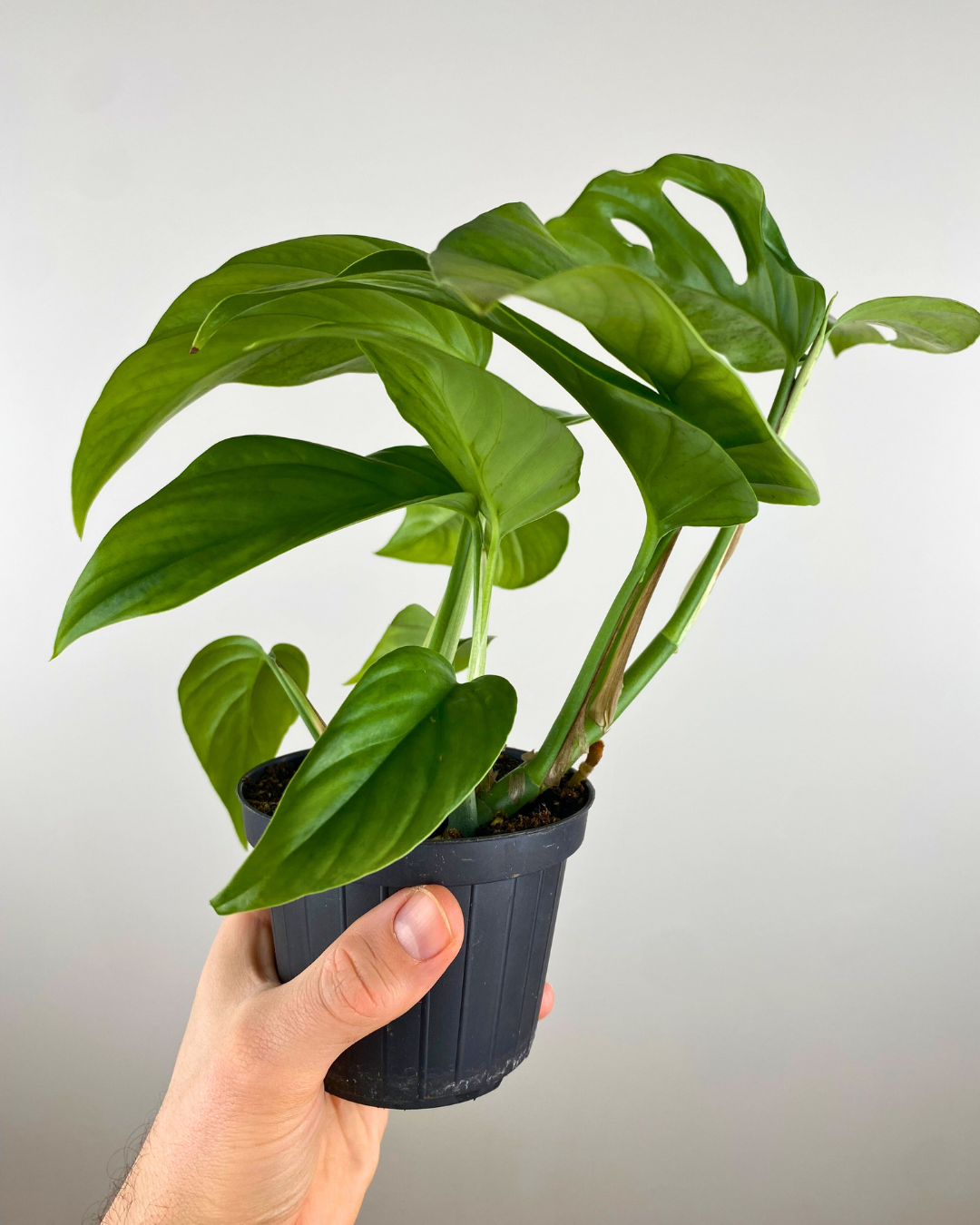 Rhaphidophora Pertusa