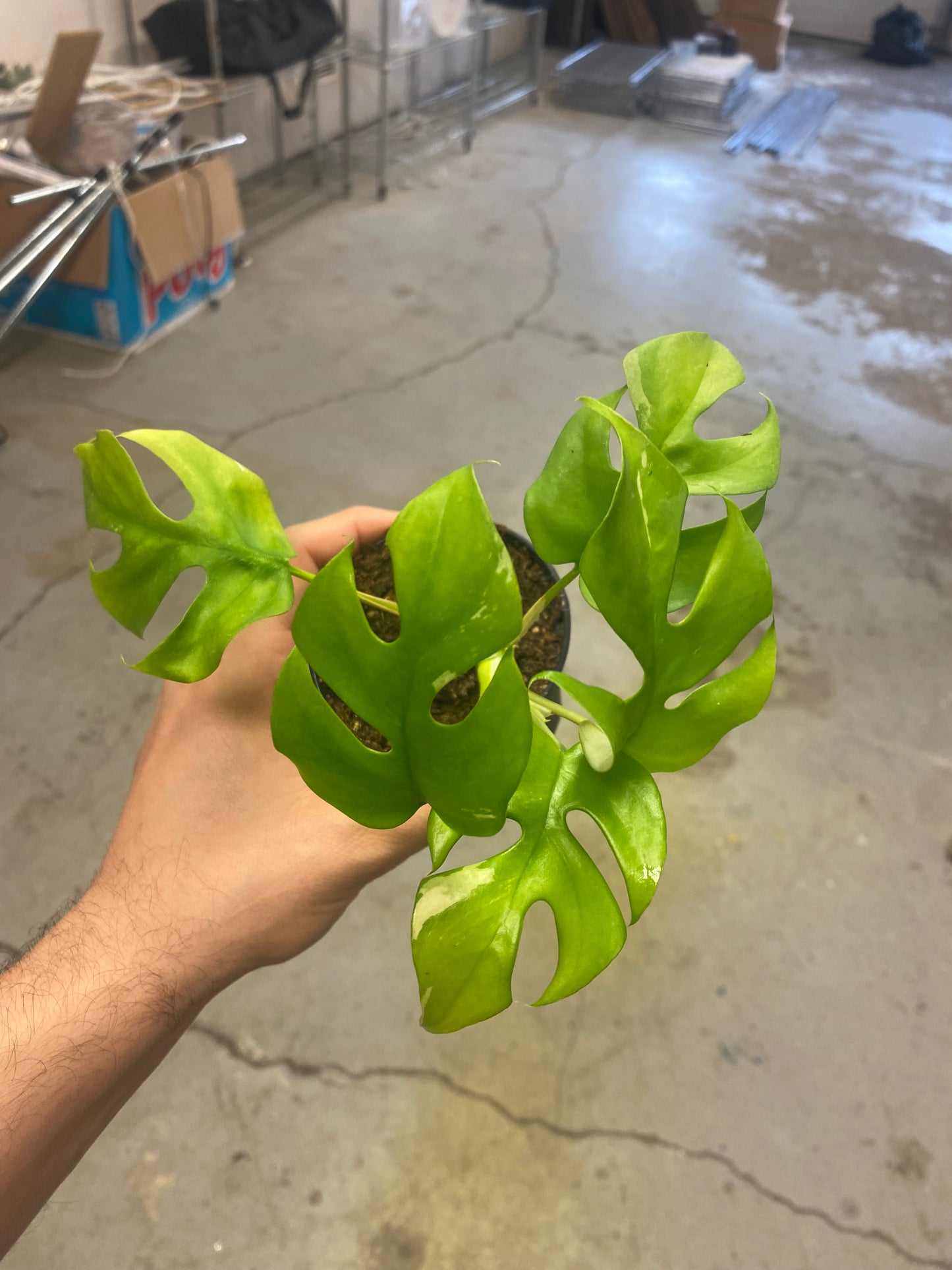 Rhaphidophora Tetrasperma Variegata