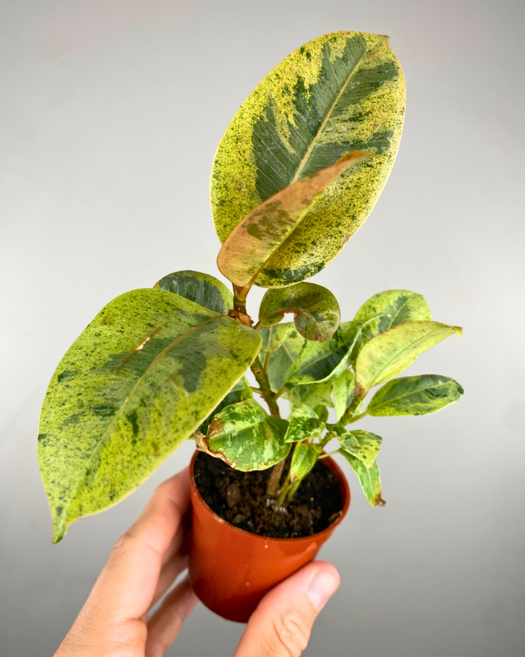 Ficus Elastica 'Shivereana'