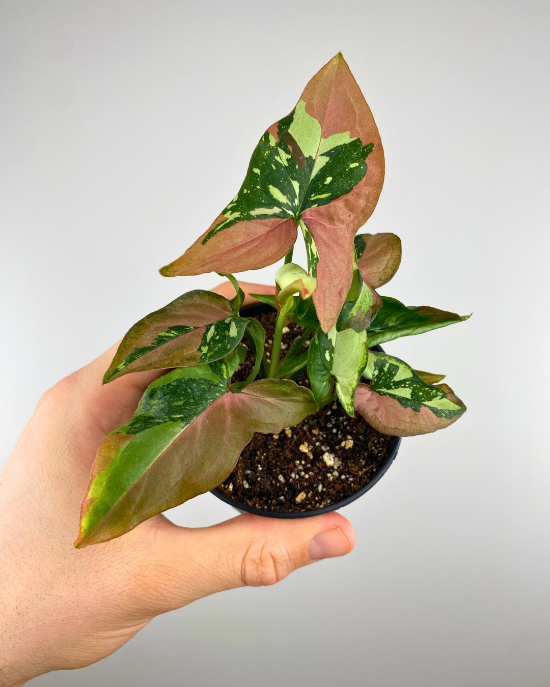 フィロデンドロンモンステラsyngonium red spot tricolor 【公式 フィロデンドロンモンステラsyngonium red spot tricolor 【公式