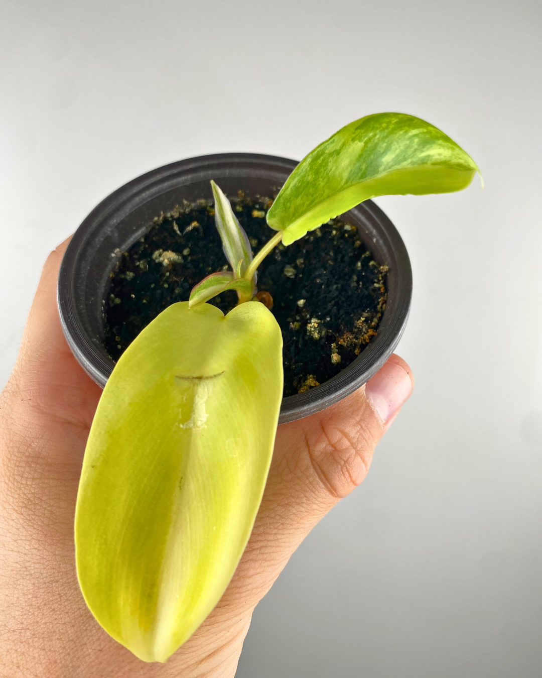 Philodendron Florida Beauty