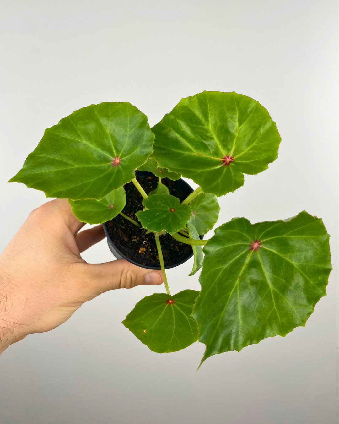 Begonia 'Red' Reverted/Conchifolia