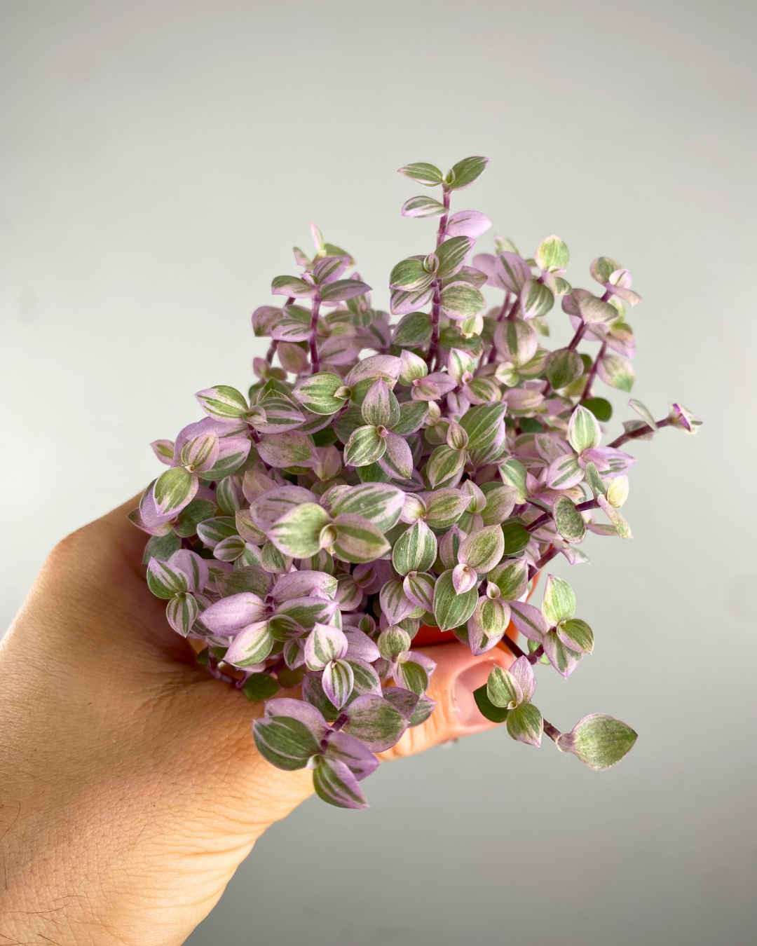 Callisia 'Pink Lady'