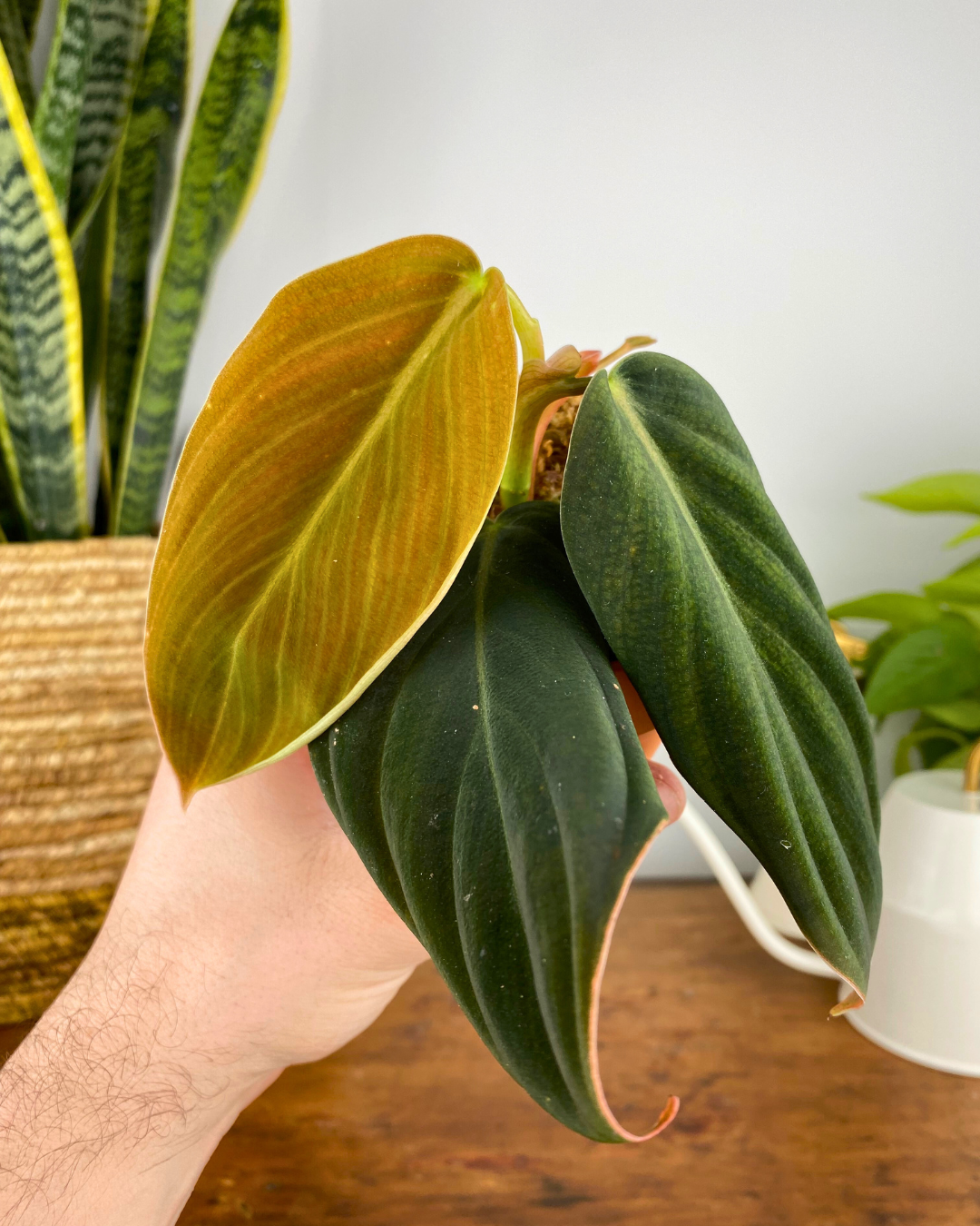 Philodendron Gigas