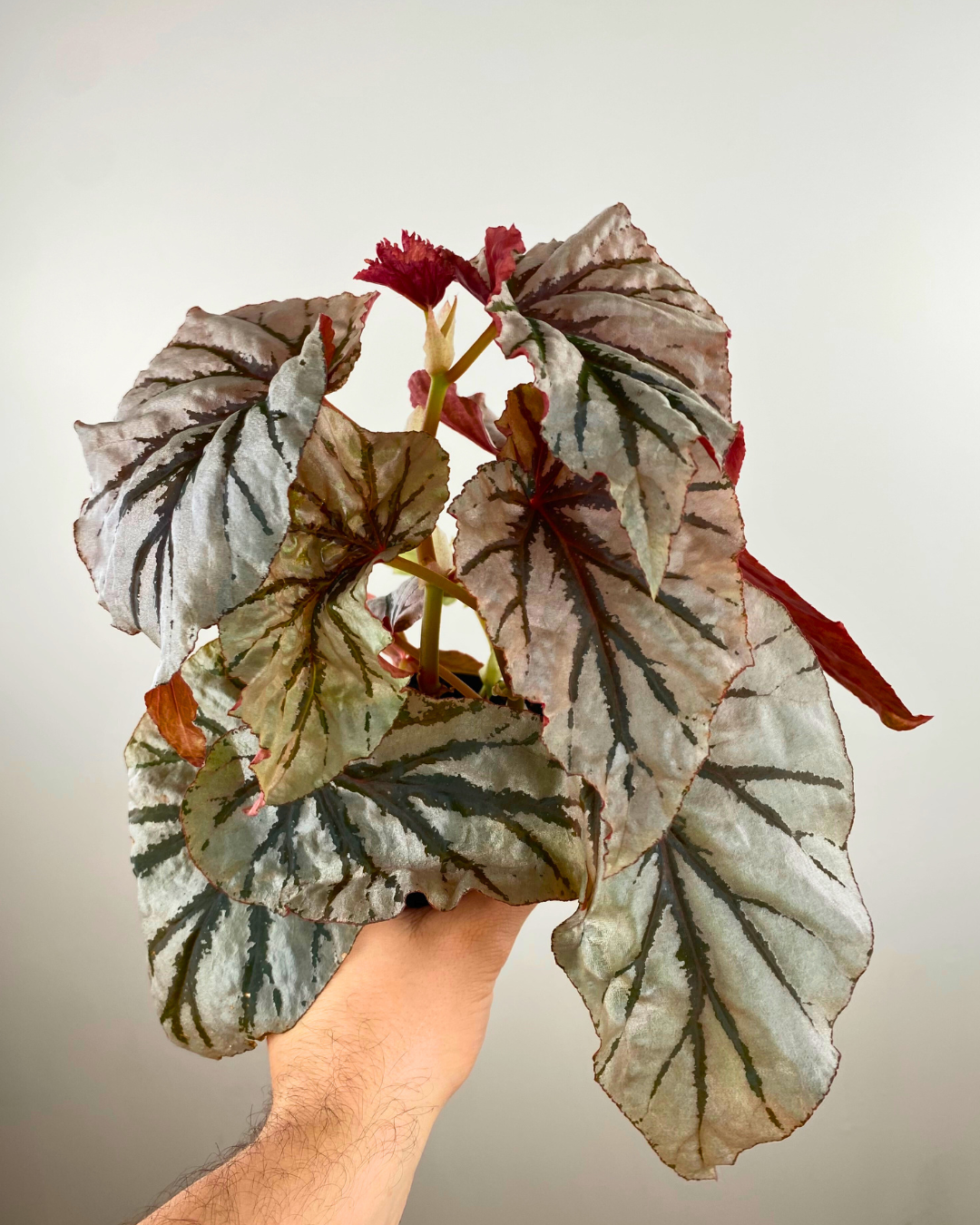 Begonia 'Looking Glass'