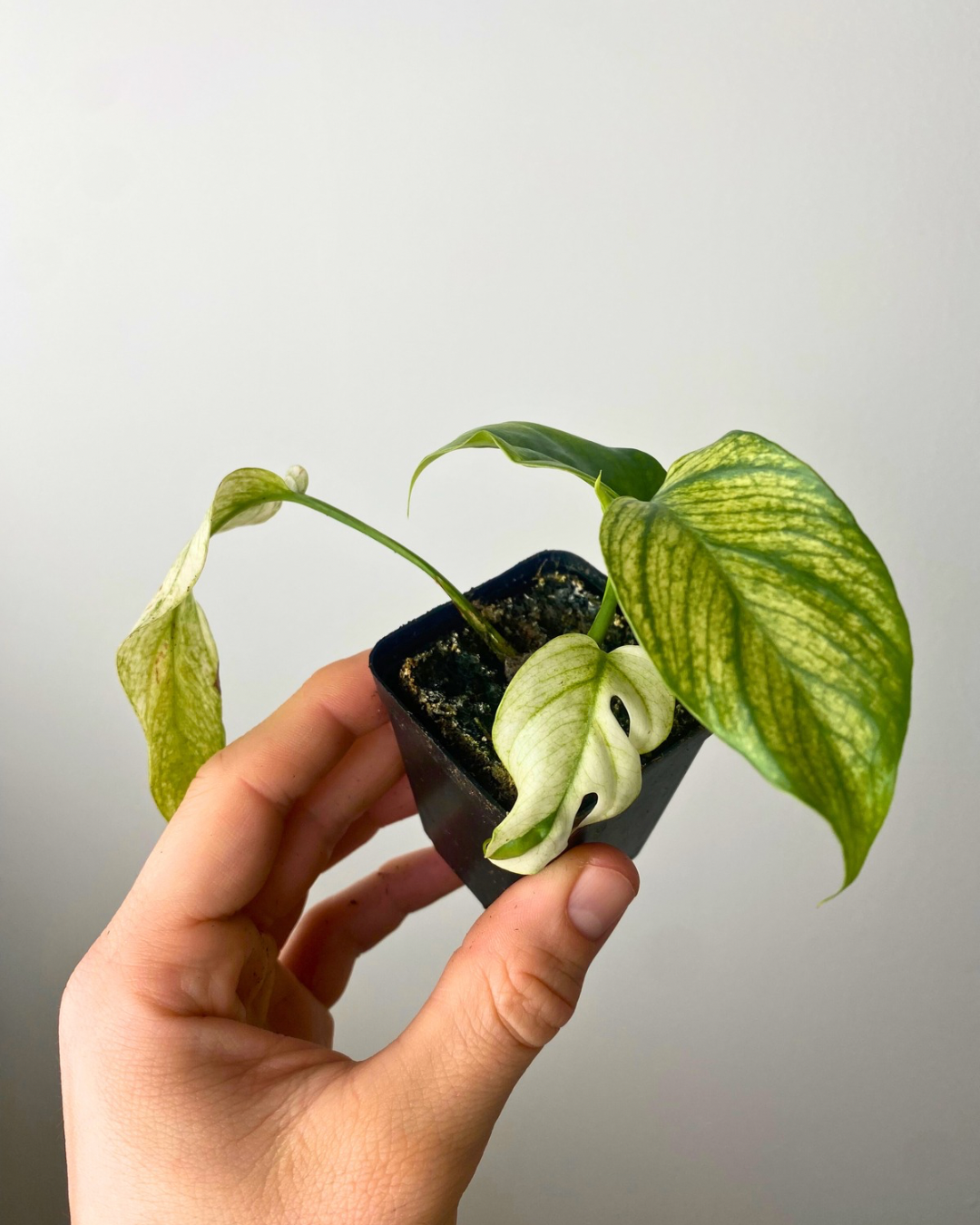 Rhaphidophora Tetrasperma White Monster