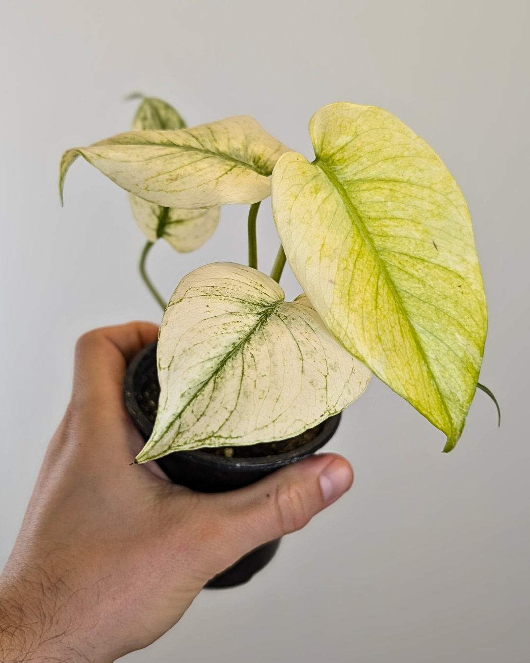 Monstera deliciosa 'White Monster' – Aurea Plants