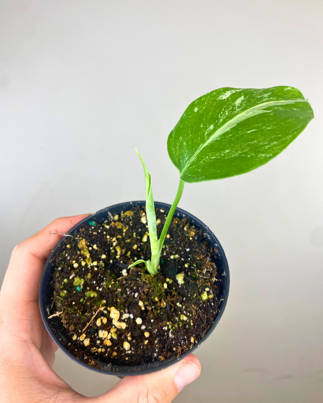 Monstera Borsigiana Albo