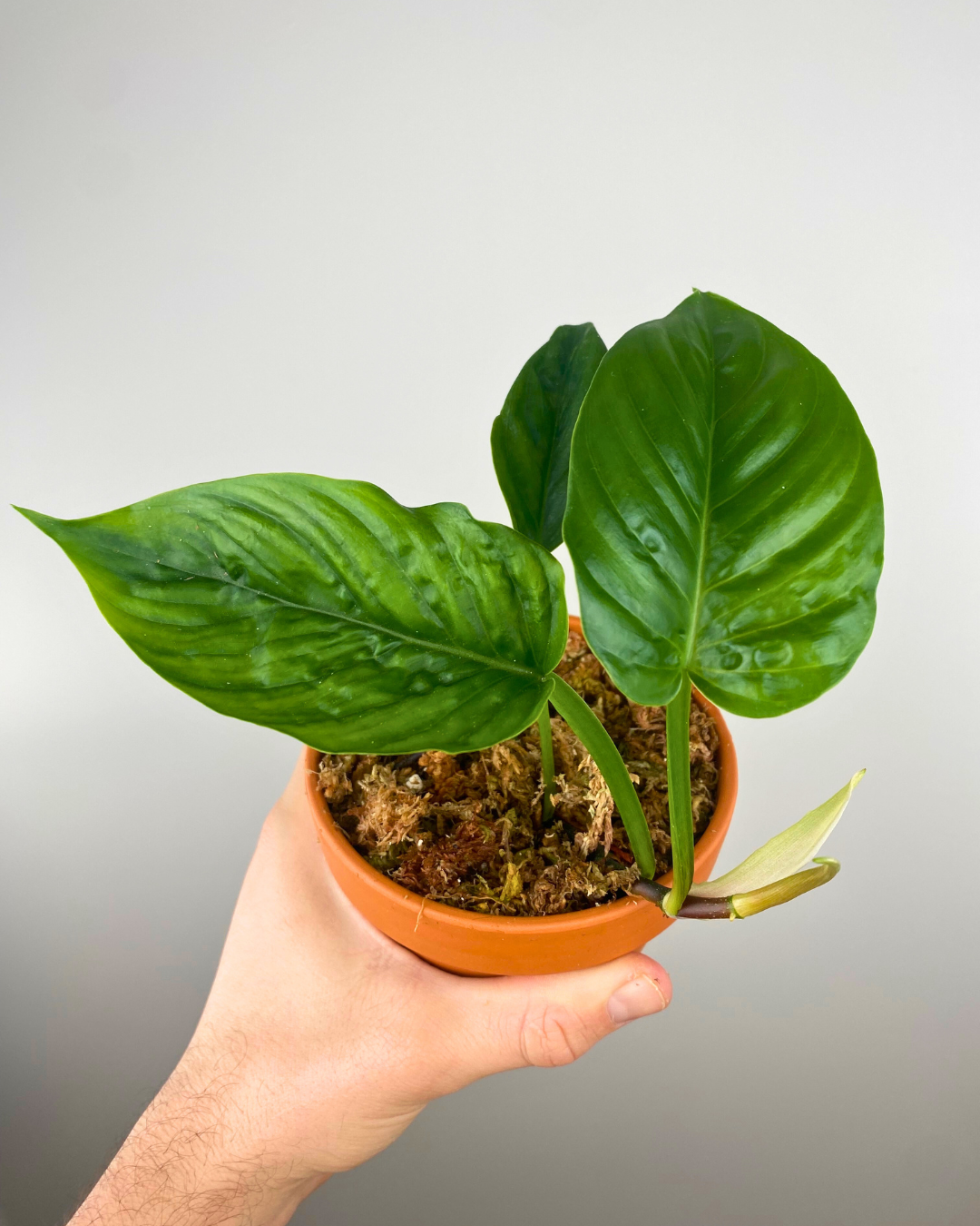 philodendron ernestii Philodendron Ernestii – Aurea Plants