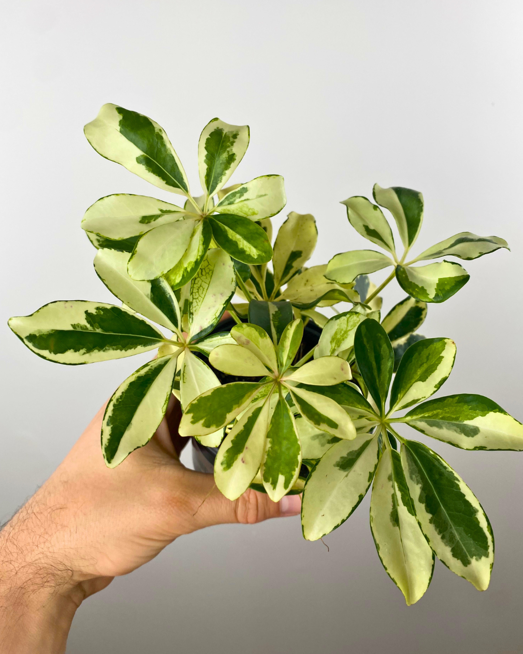 Schefflera Arboricola Variegata