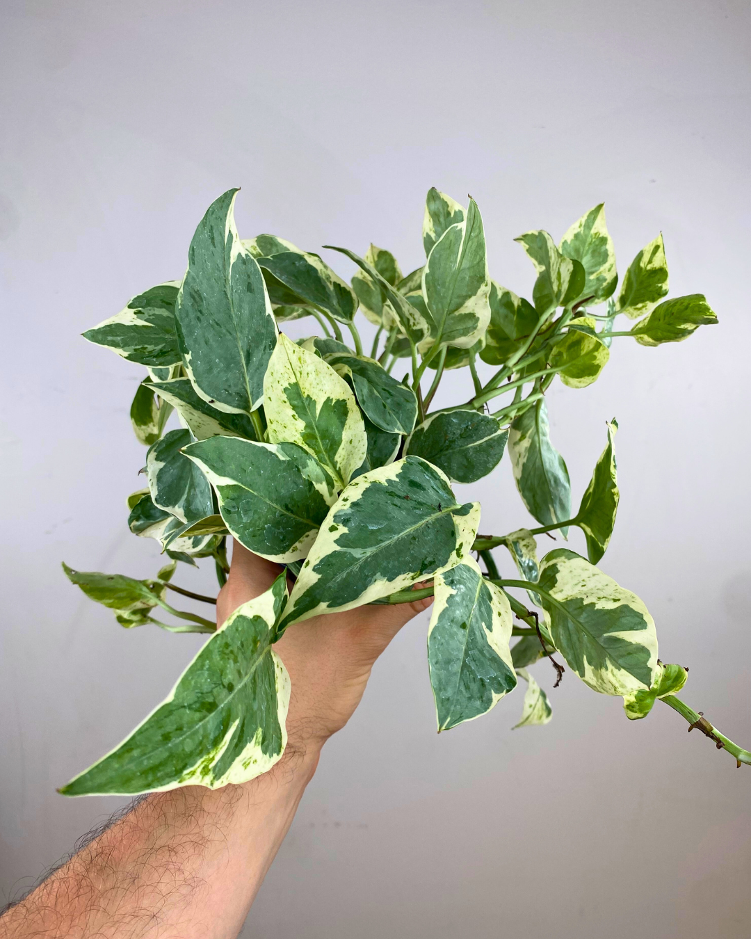 Pearl and Jade Pothos