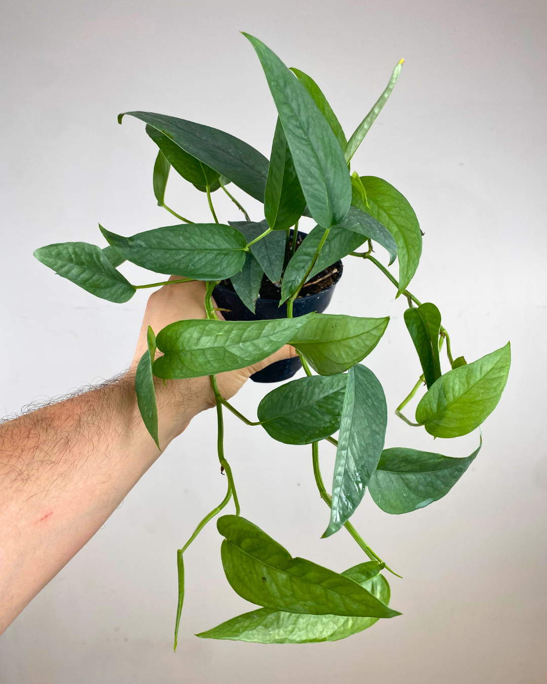 aurea pothos Pothos Epipremnum Pinnatum (Cebu Blue) – Aurea Plants