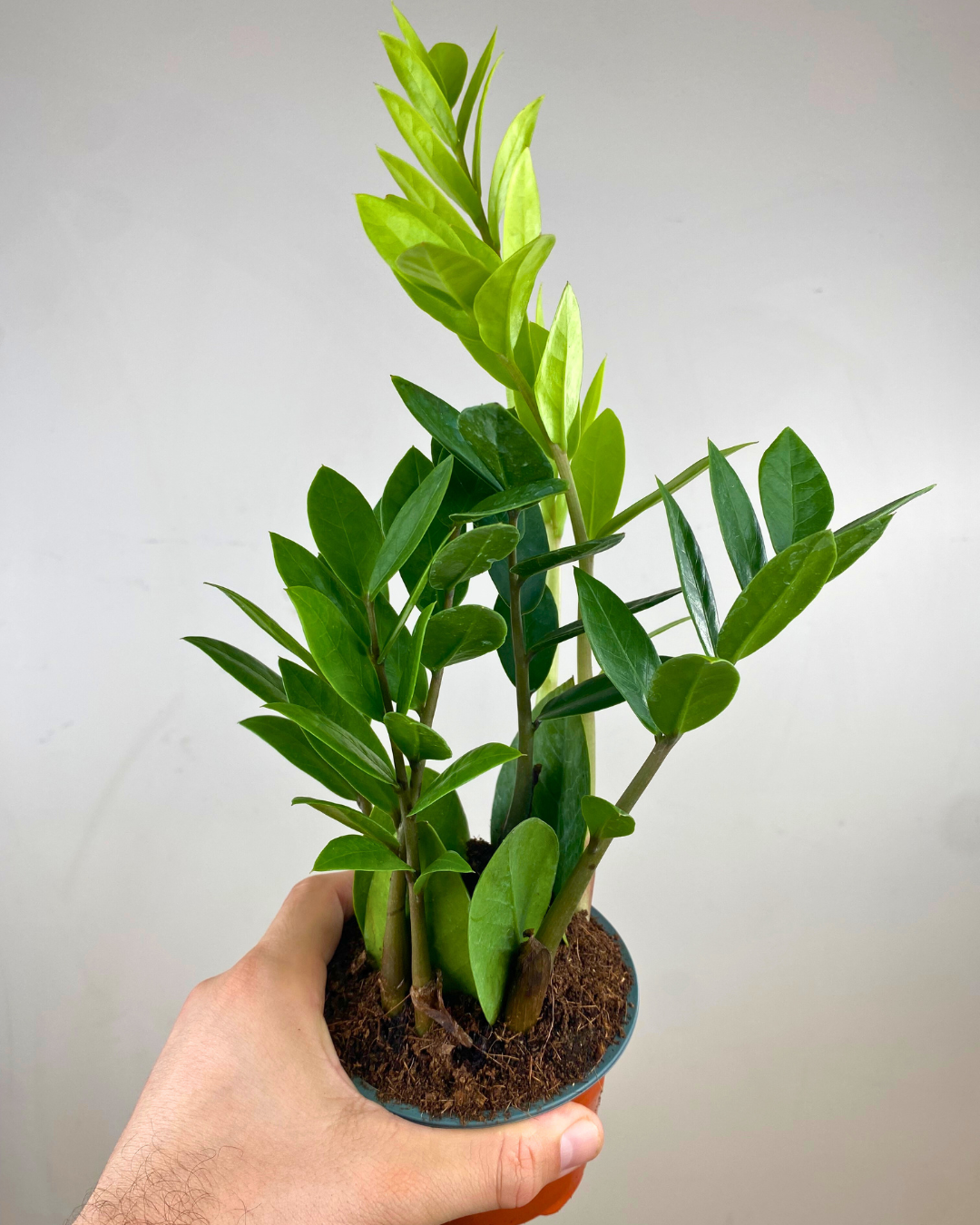 Zamioculcas Zamiifolia
