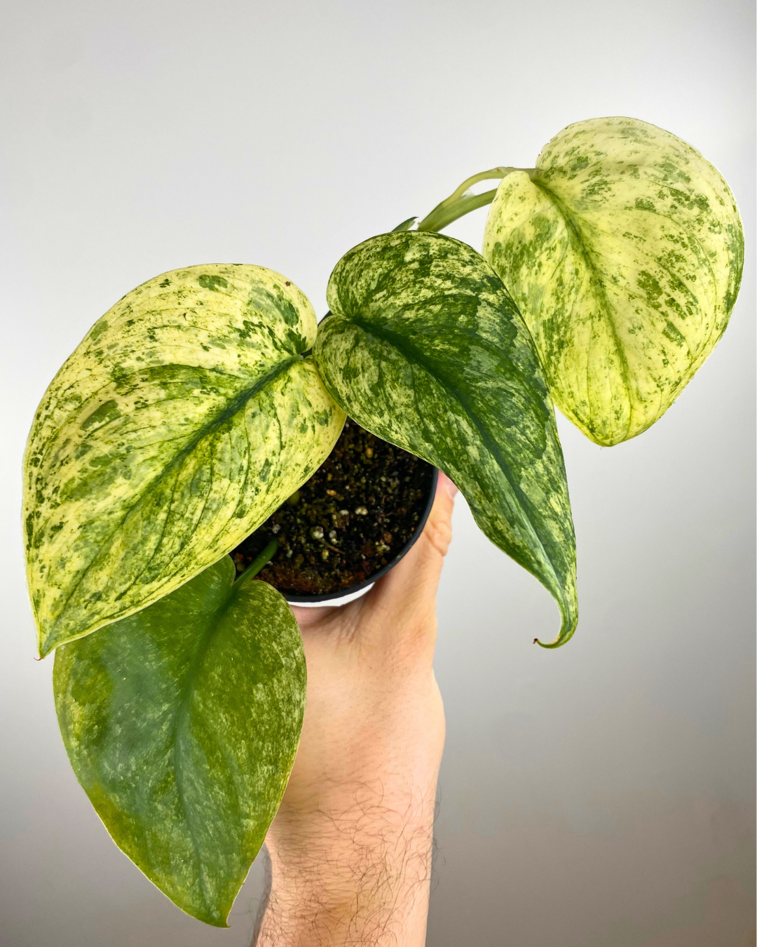 Scindapsus Crème Brûlée (pothos)