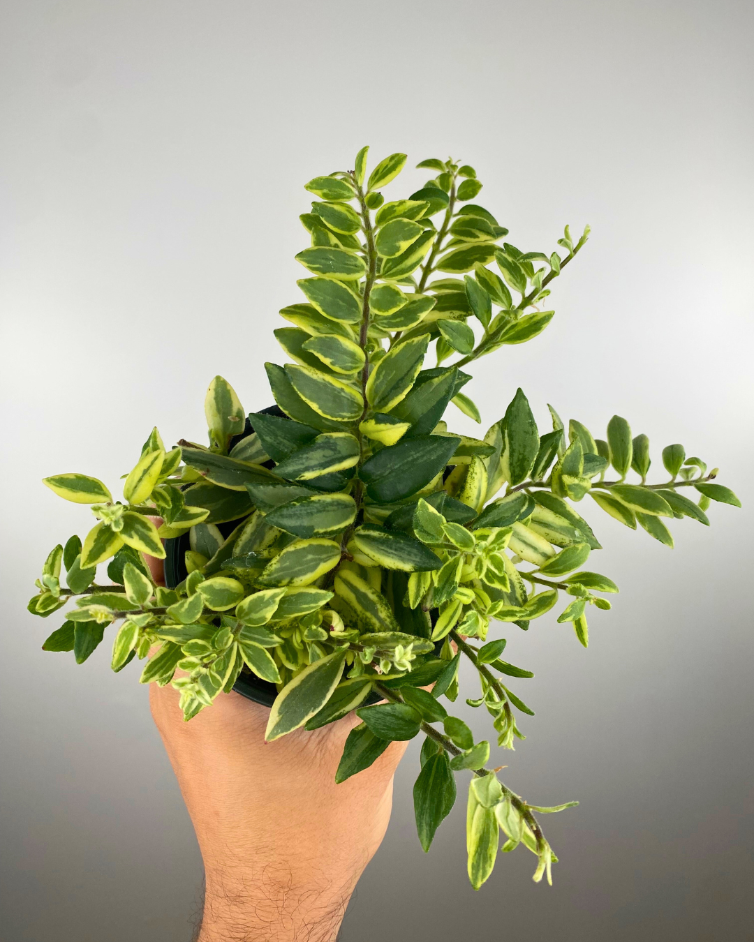 Aeschynanthus Bolero Bicolore easy houseplant canada
