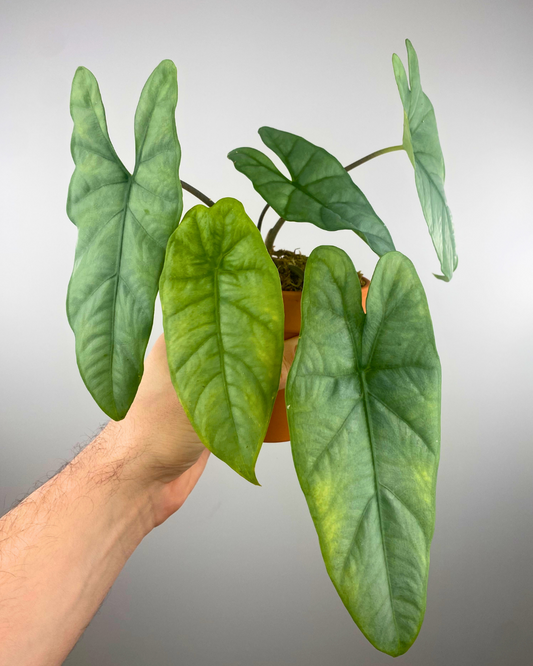 Alocasia Corazon stunning long leaves rare plant