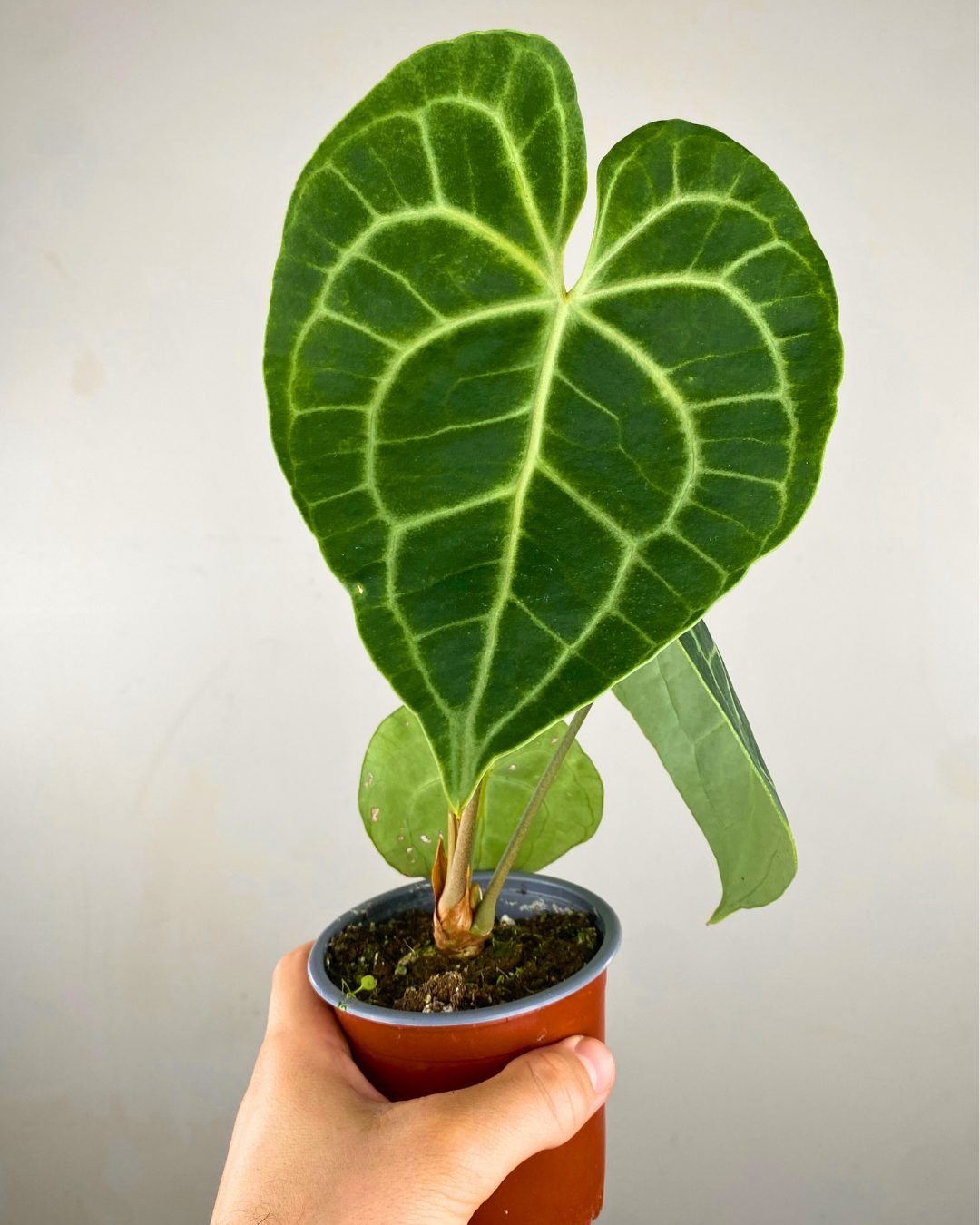 Anthurium Clarinervium rare tropical canada