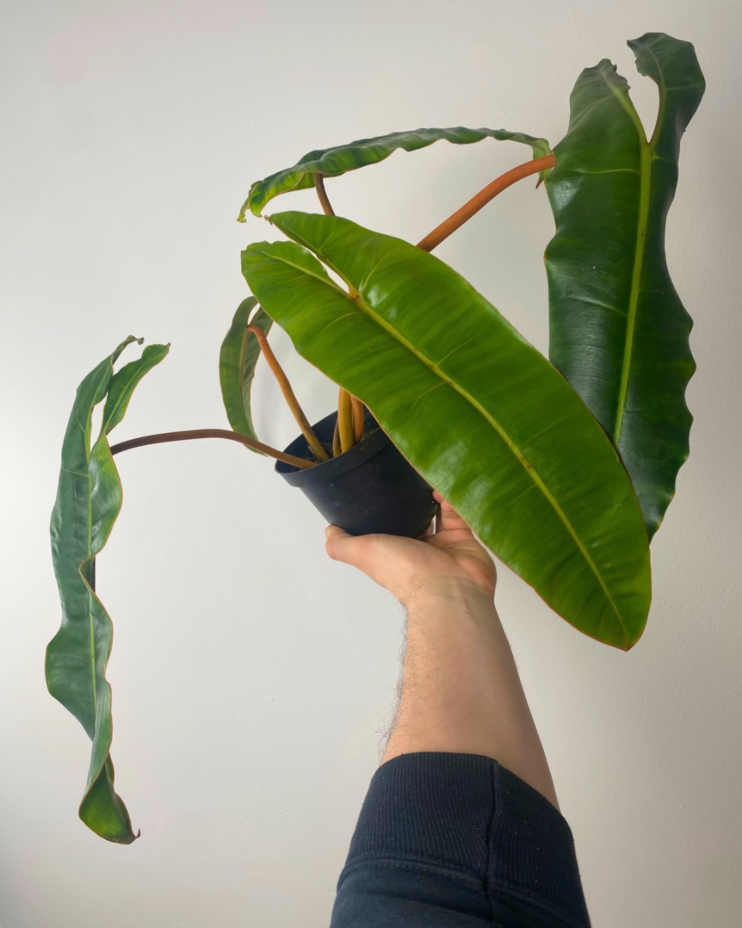 Philodendron Billietiae