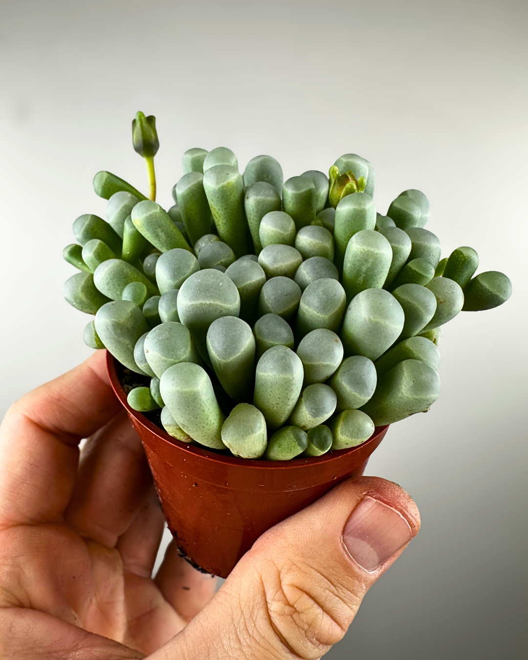 Succulente Baby Toes aux petites colonnes translucides
