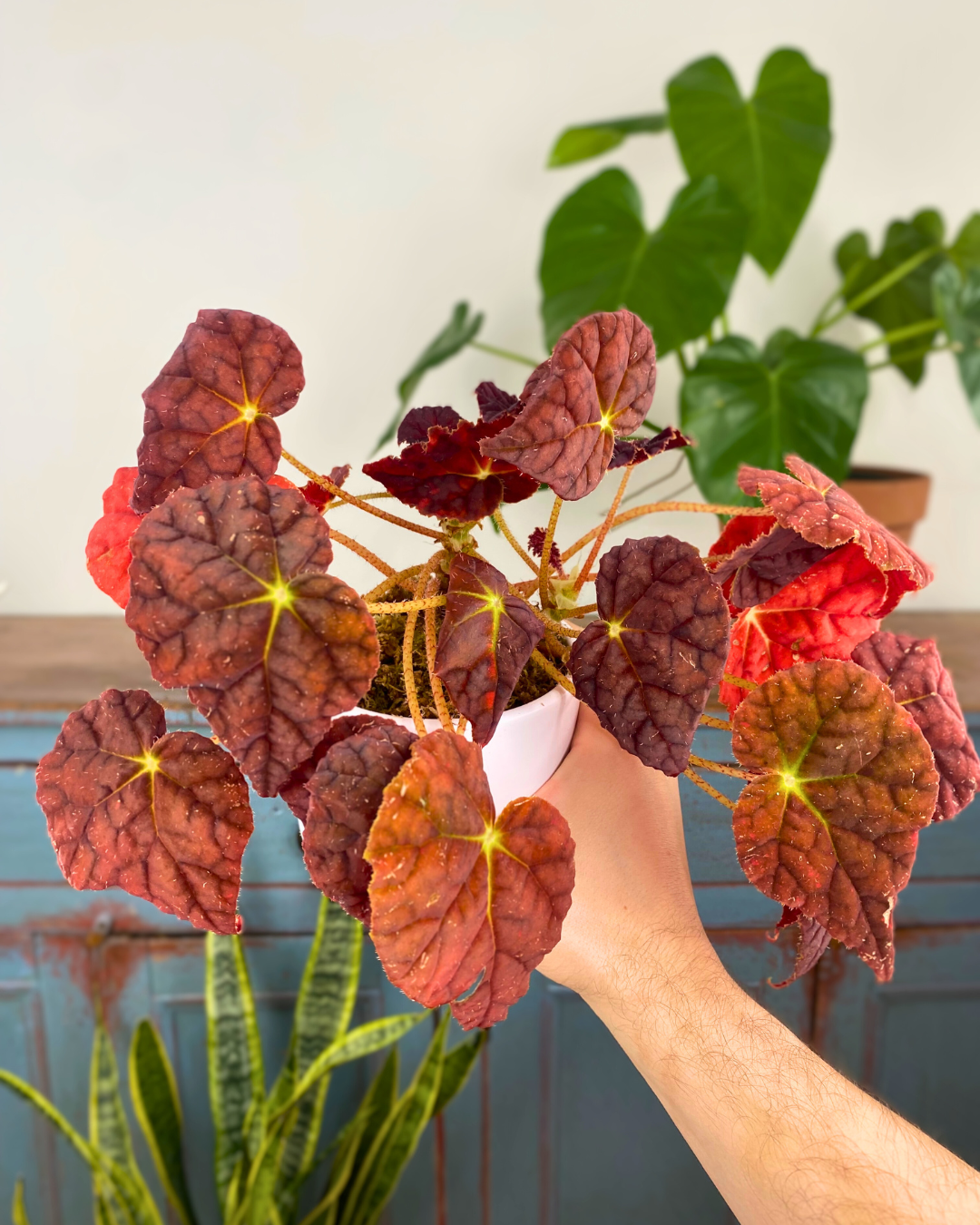 Begonia 'Autumn Ember' rare red leaves canada