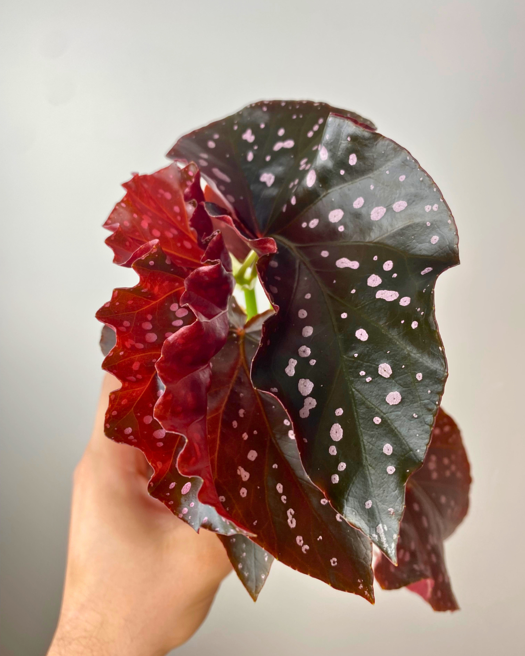 Begonia 'Cracklin Rosie' cane begonia easy to care canada