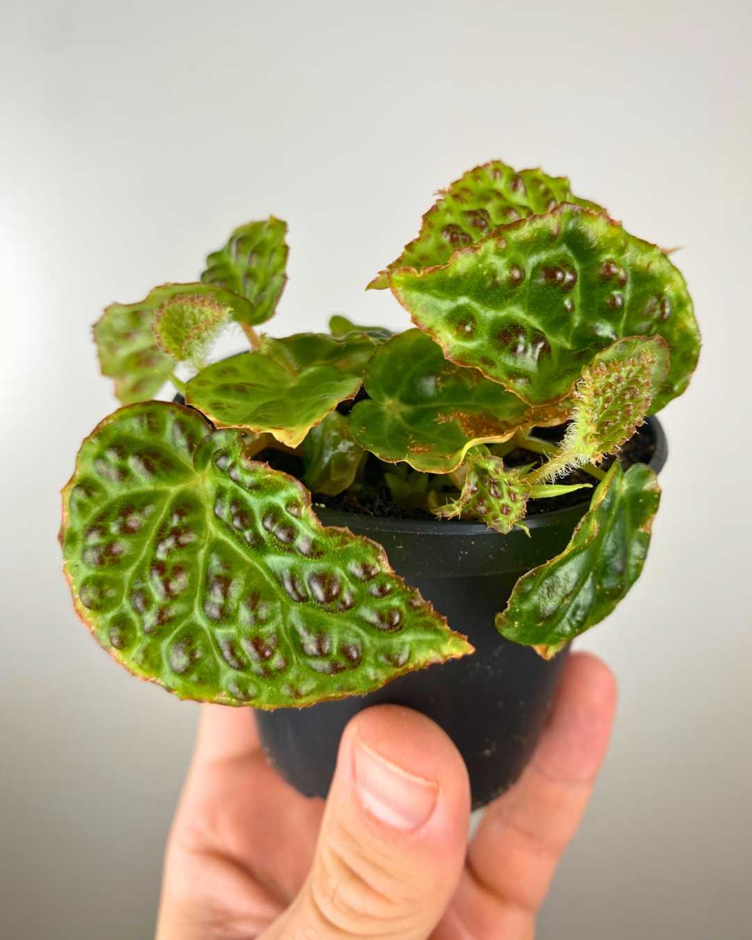 Begonia Dracopelta terrarium plant humidity canada