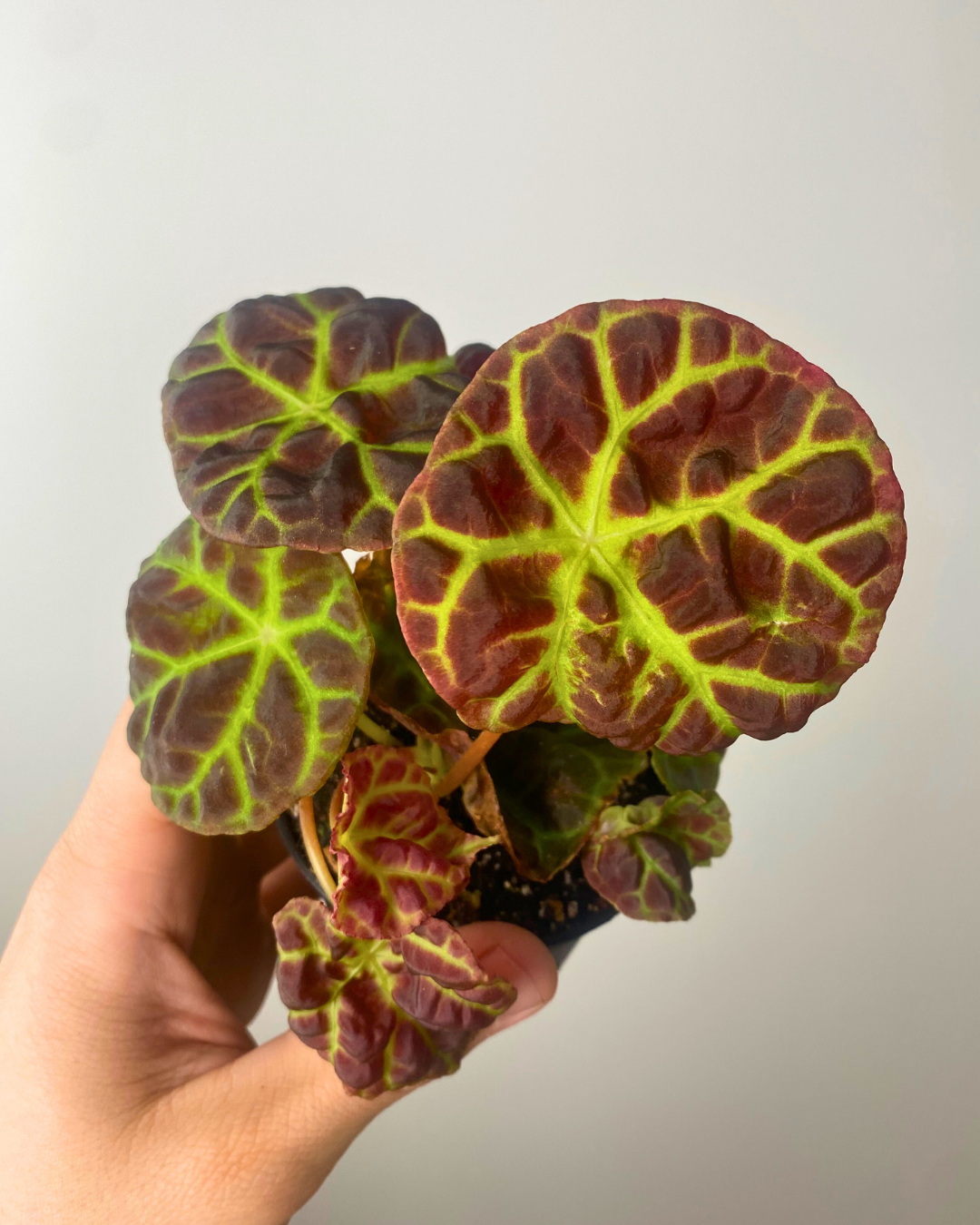 Begonia Goegoensis rare begonia for terrarium