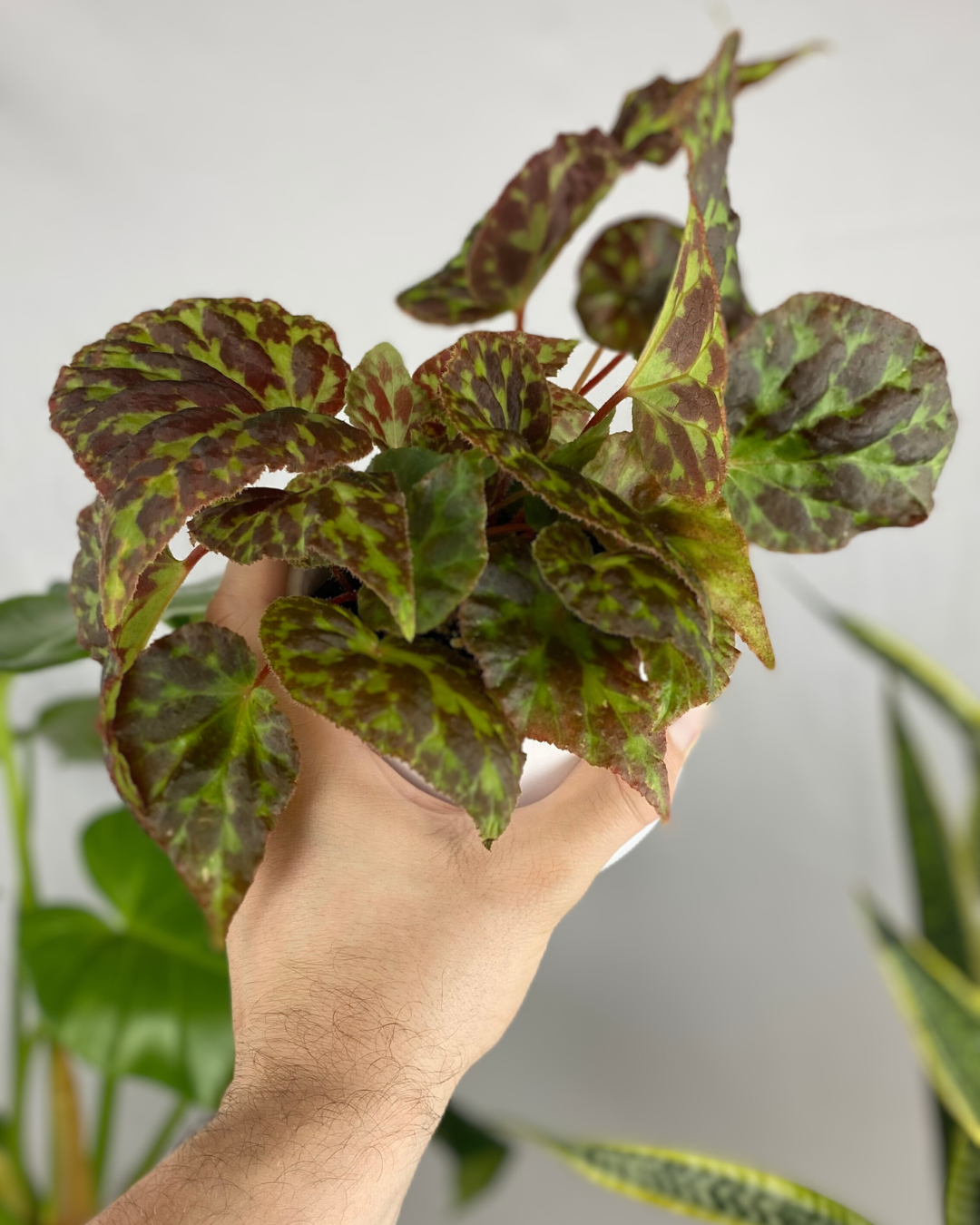 Begonia Luzhaiensis rare chinese begonia canada