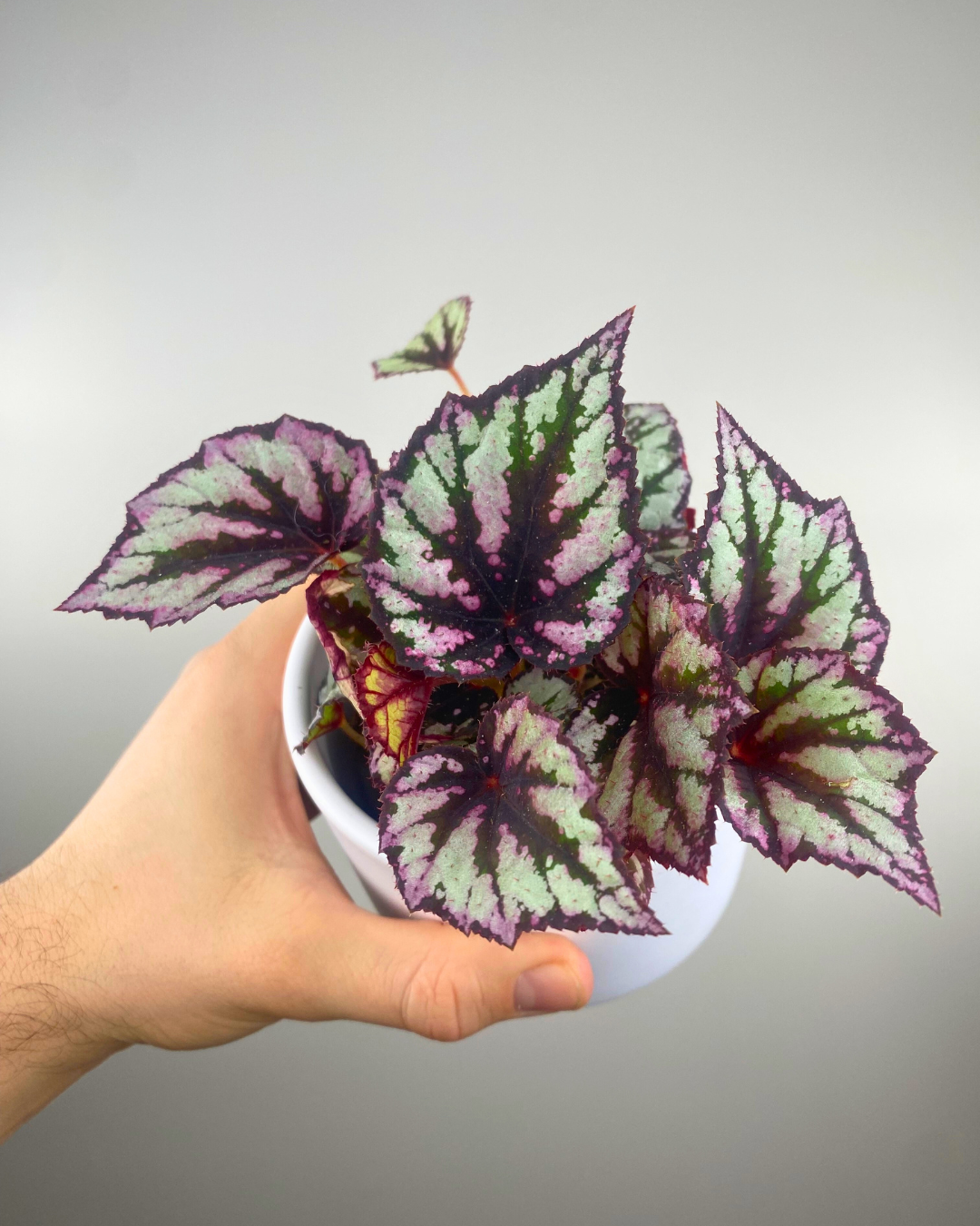 Begonia Rex Fireworks easy to care begonia canada