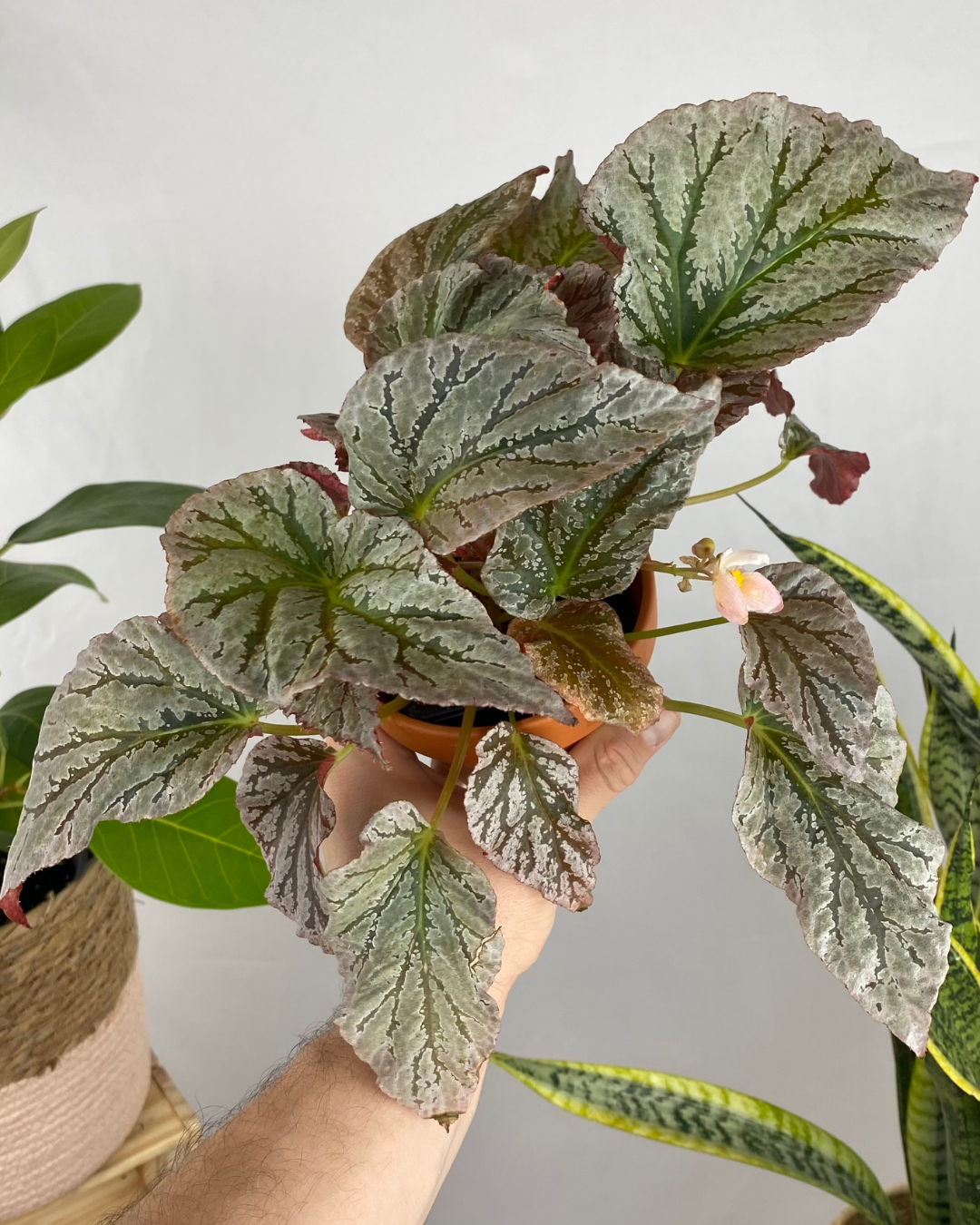 Begonia Rex Silver, easy to care begonia, silver plant, fast shipping