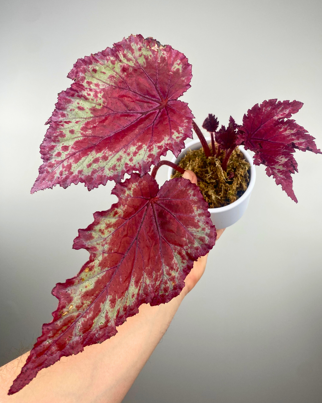 Begonia Rex Stained Glass, colorful houseplants, easy to care begonia begonia rex, shipping canada