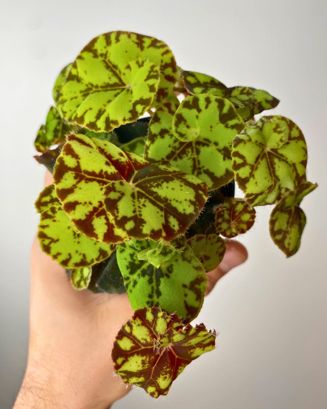 Begonia Rex Zumba, colorful leaves, easy begonia, fast shipping canada