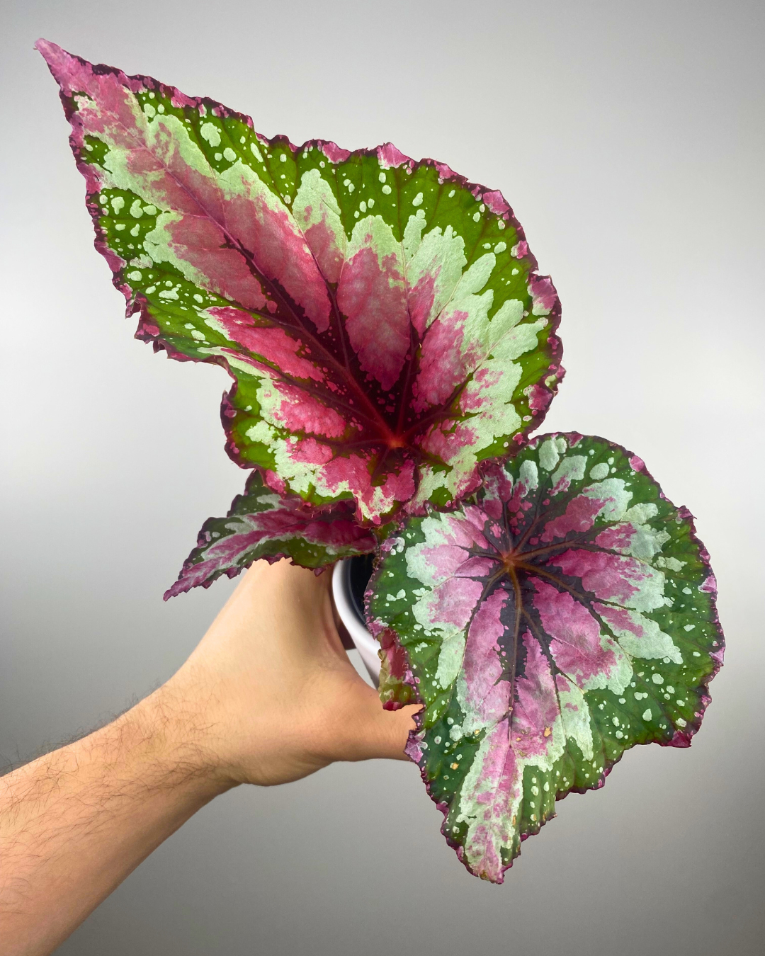 Begonia Shadow King Strawberry Sherbet, colorful leaves, easy houseplant, fast shipping winter canada