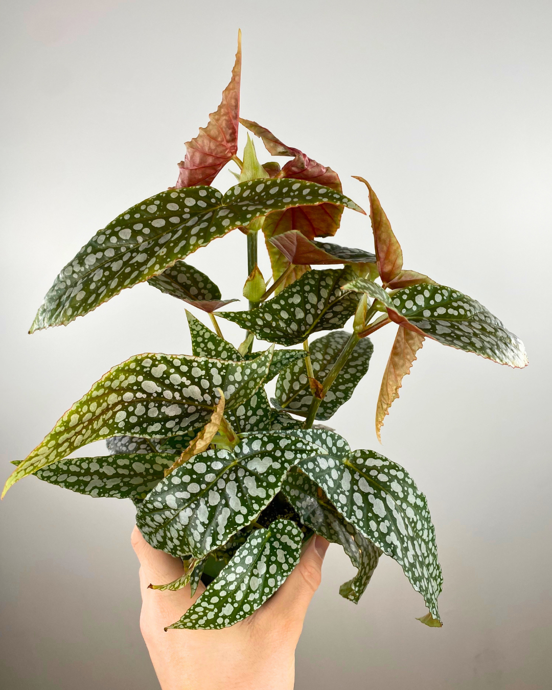 Begonia White Ice feuillage, Begonia argenté intérieur, Plante tropicale rare, Feuillage translucide lumineux