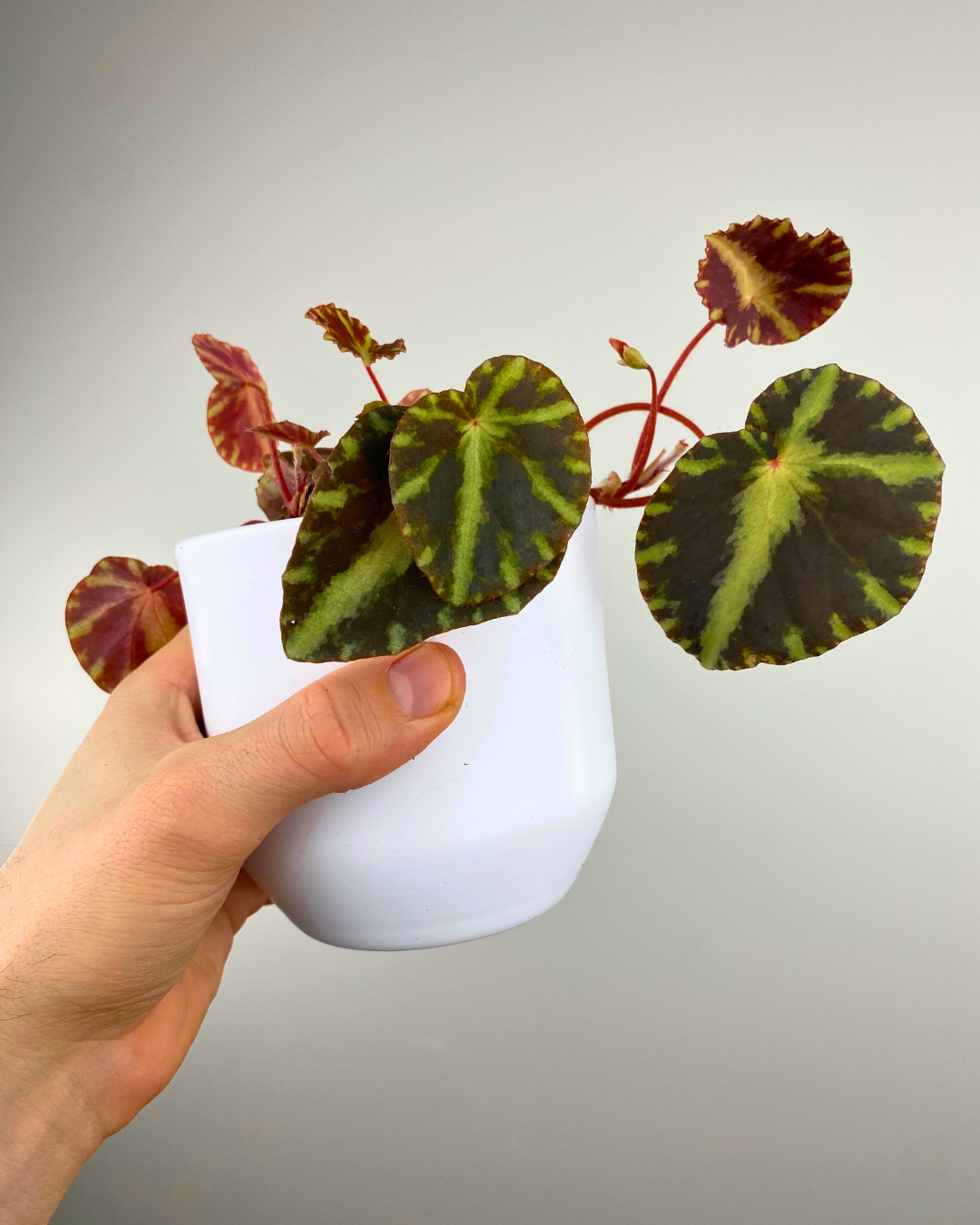 Begonia cleopatrae easy to care begonia canada rare houseplant