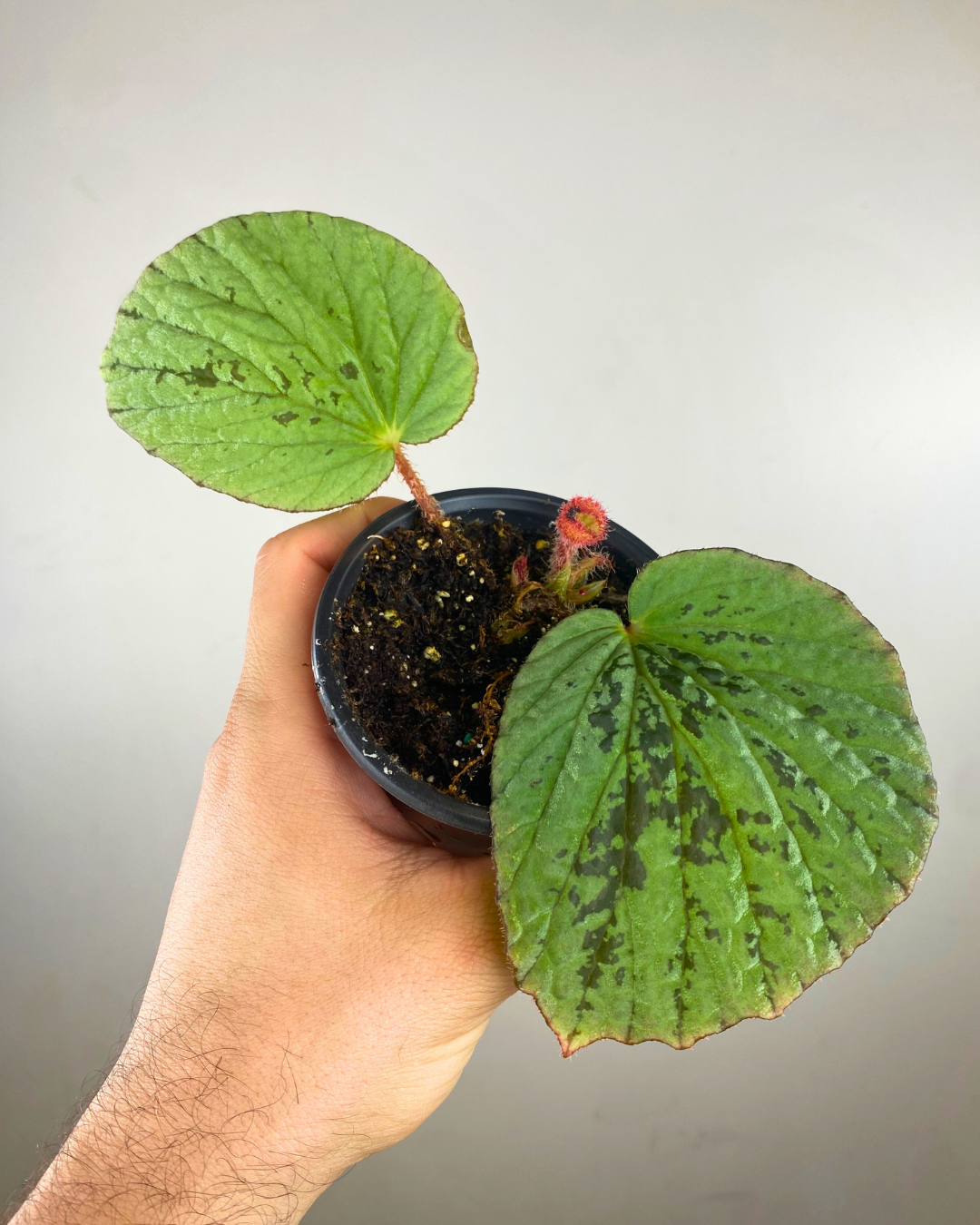 Feuillage velouté vert doux de Begonia holosericea