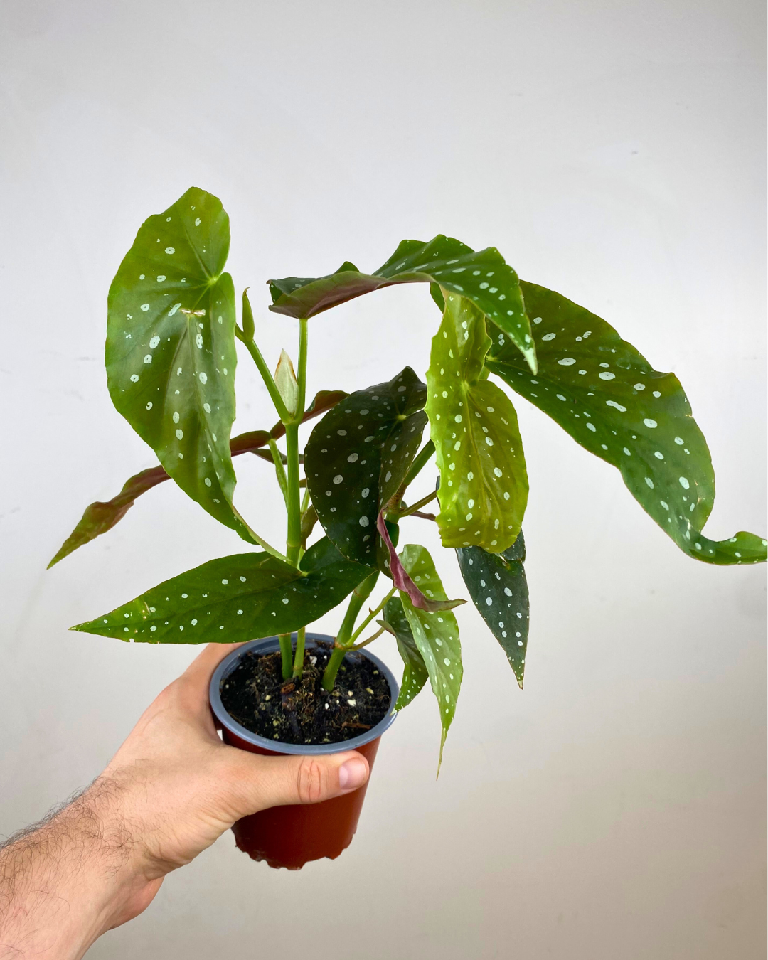 Feuilles vertes à pois argentés et revers rouge du Begonia maculata