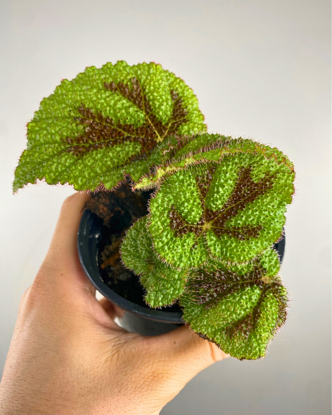 Feuilles vertes gaufrées avec grande croix brun foncé au centre de Begonia masoniana var