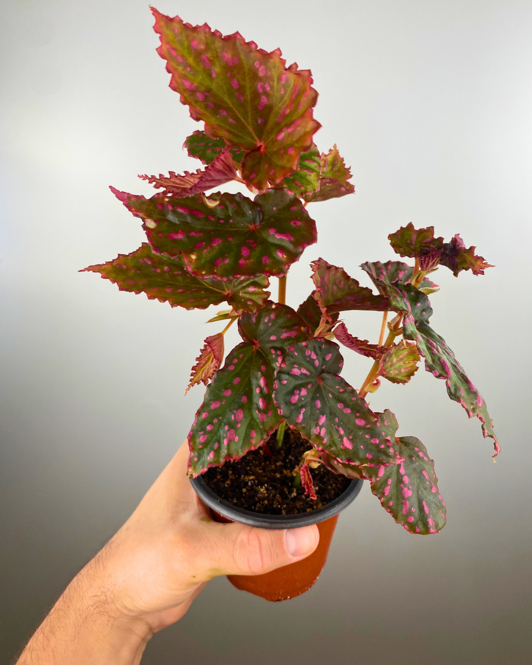 Begonia negronensis terrarium plant canada