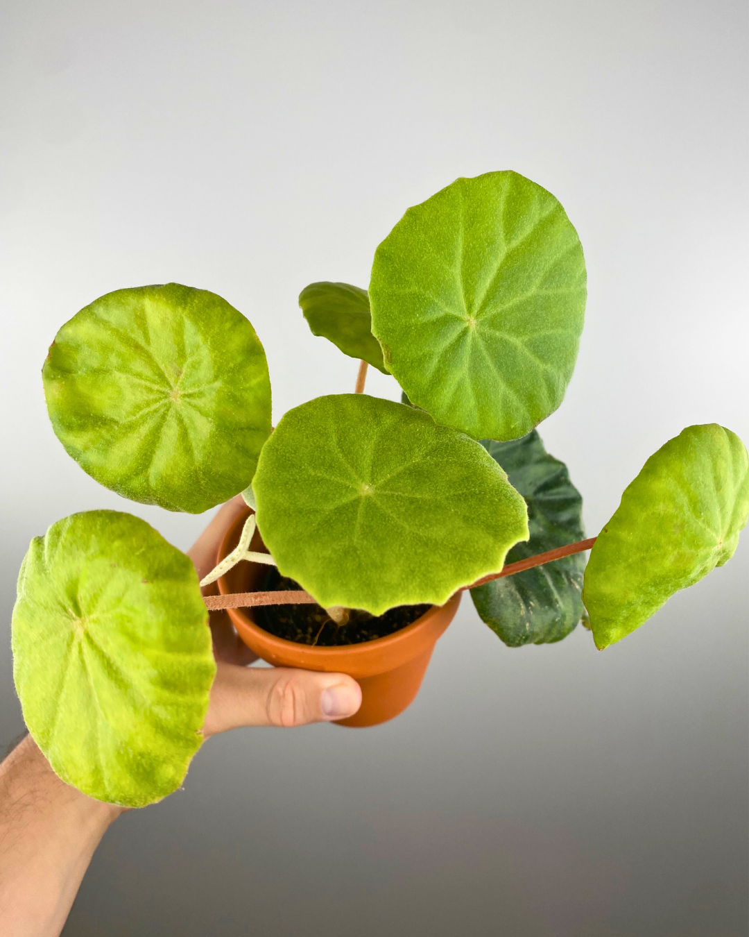 Begonia peltata unusual begonia fast shipping canada
